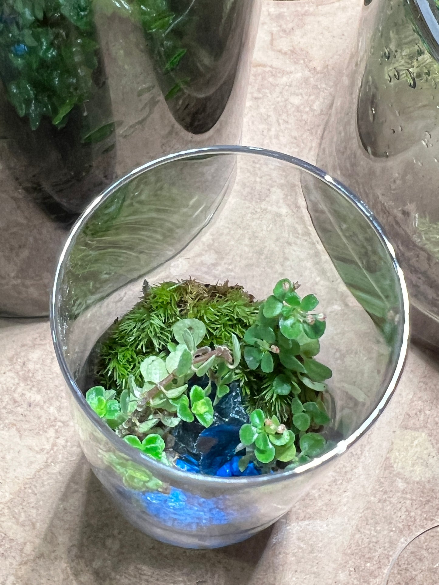 Terrarium 832