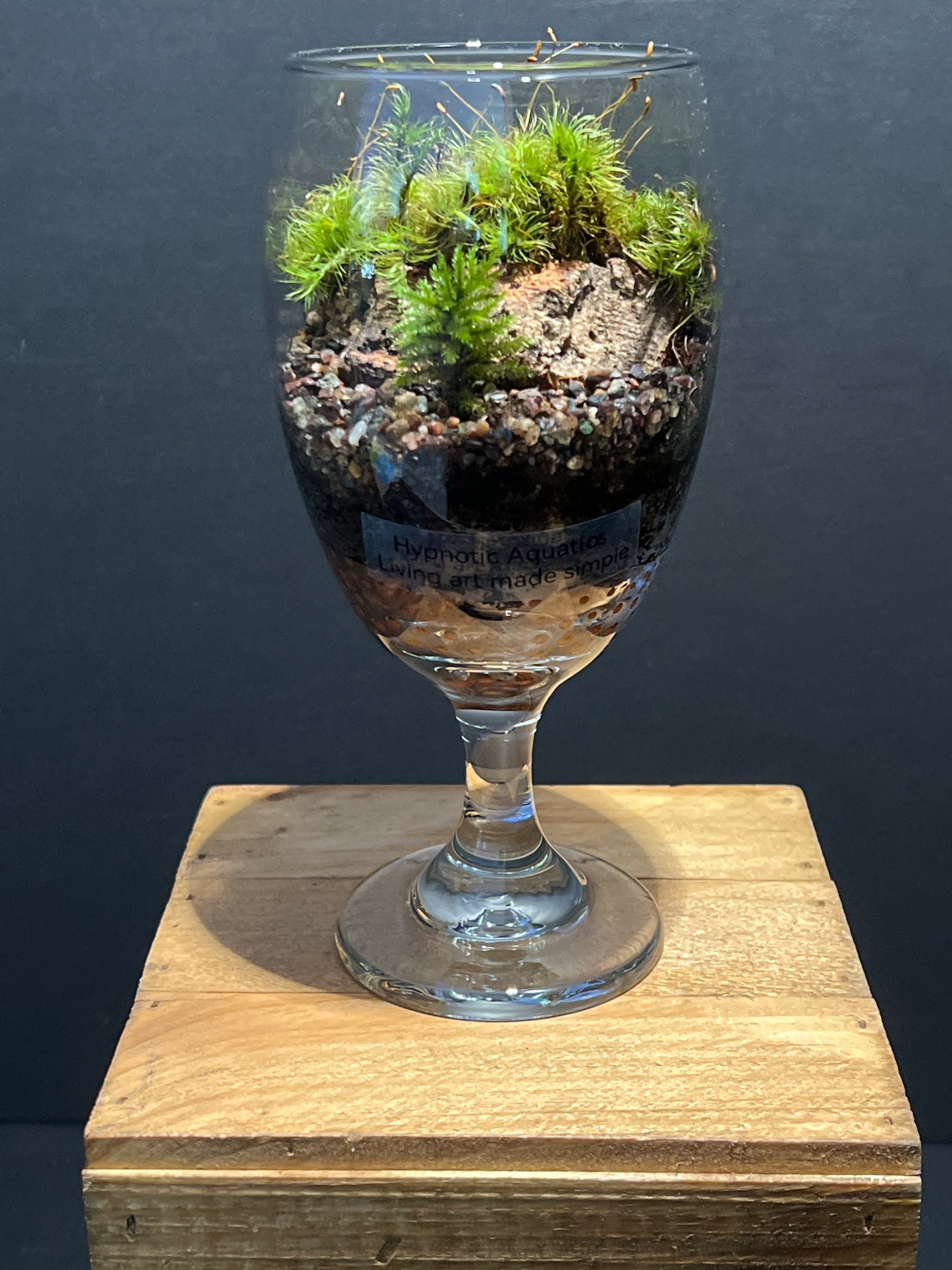 Terrarium #137