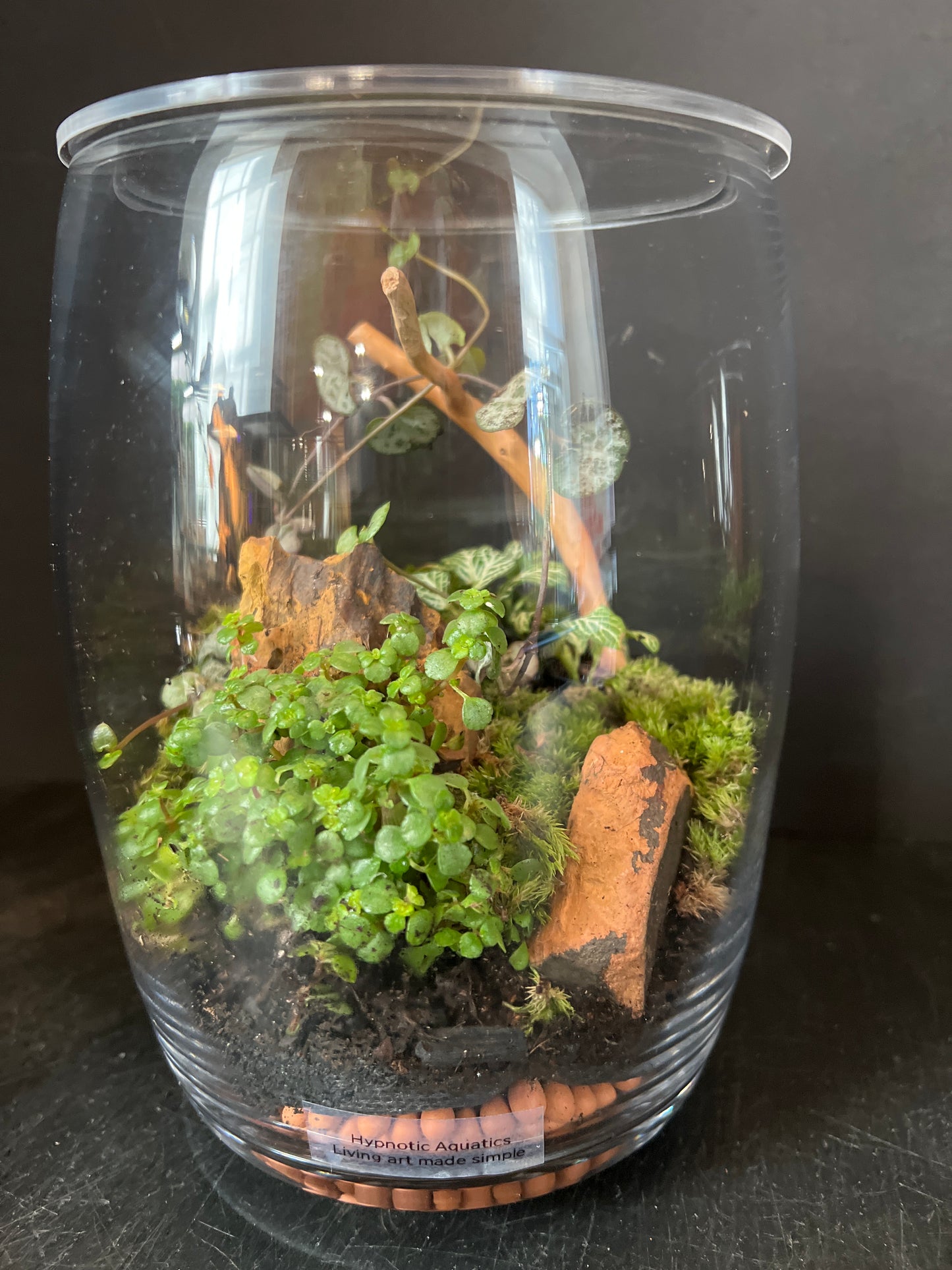 Terrarium 877