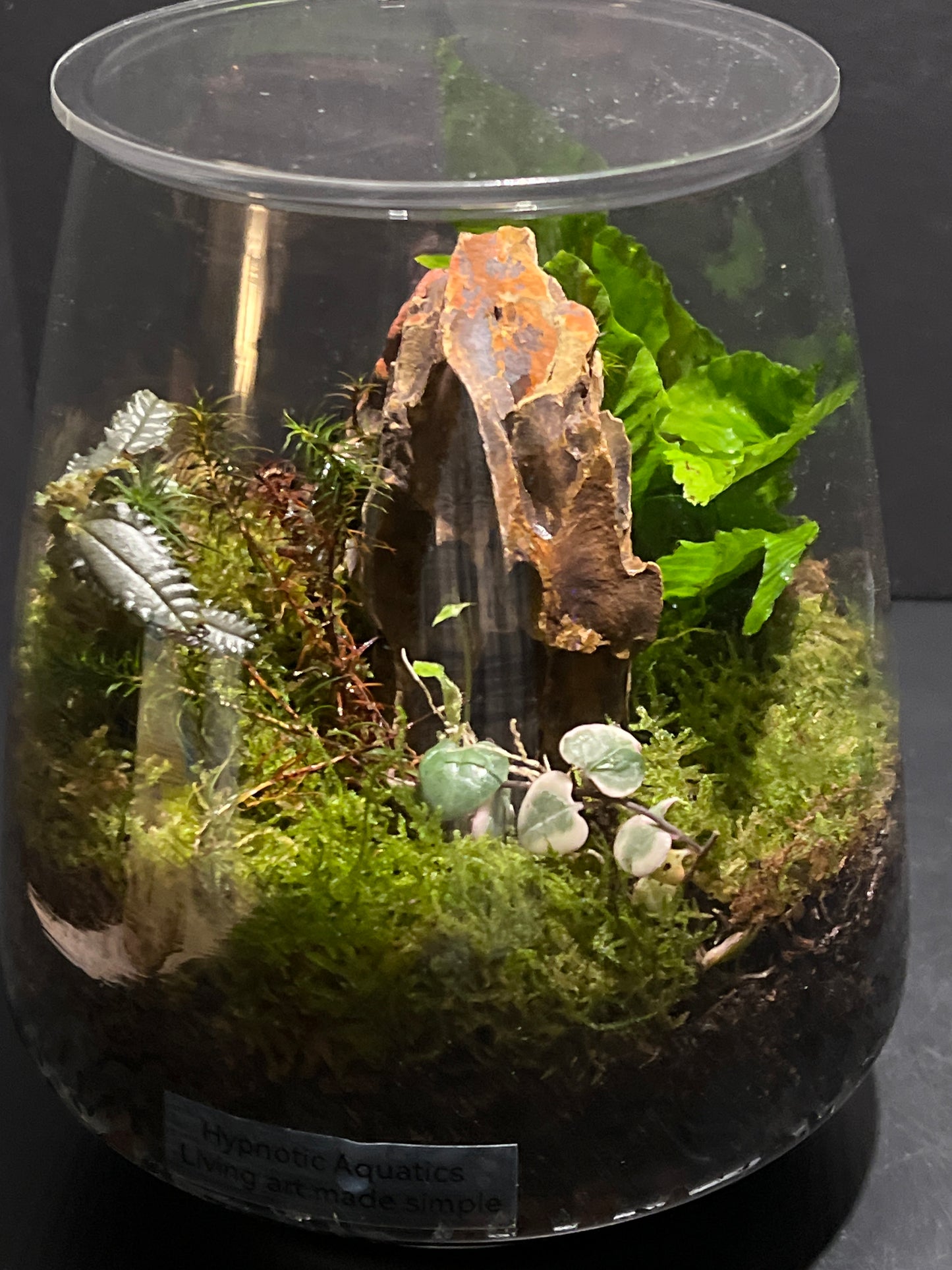 Terrarium 208