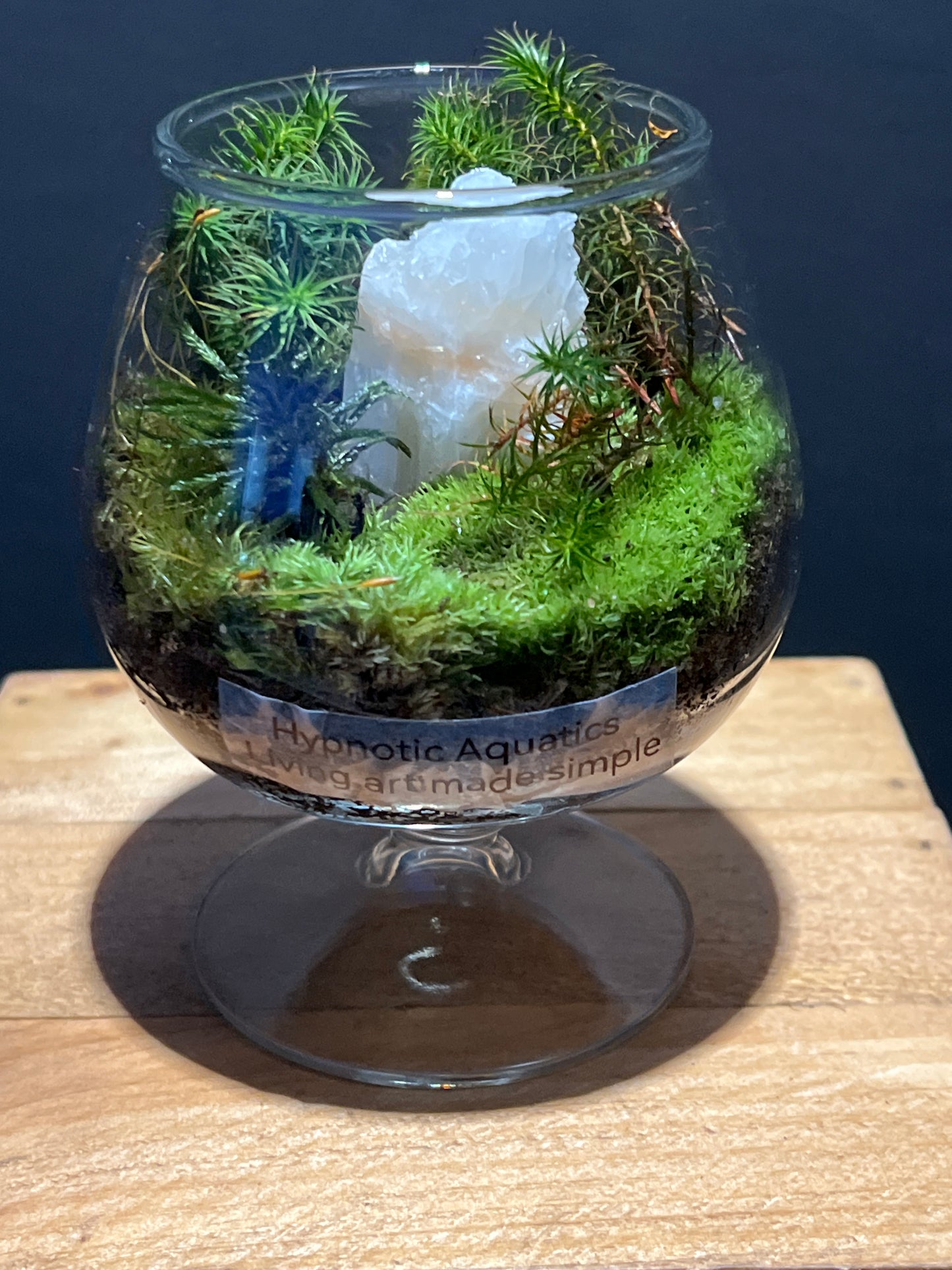 Terrarium #107