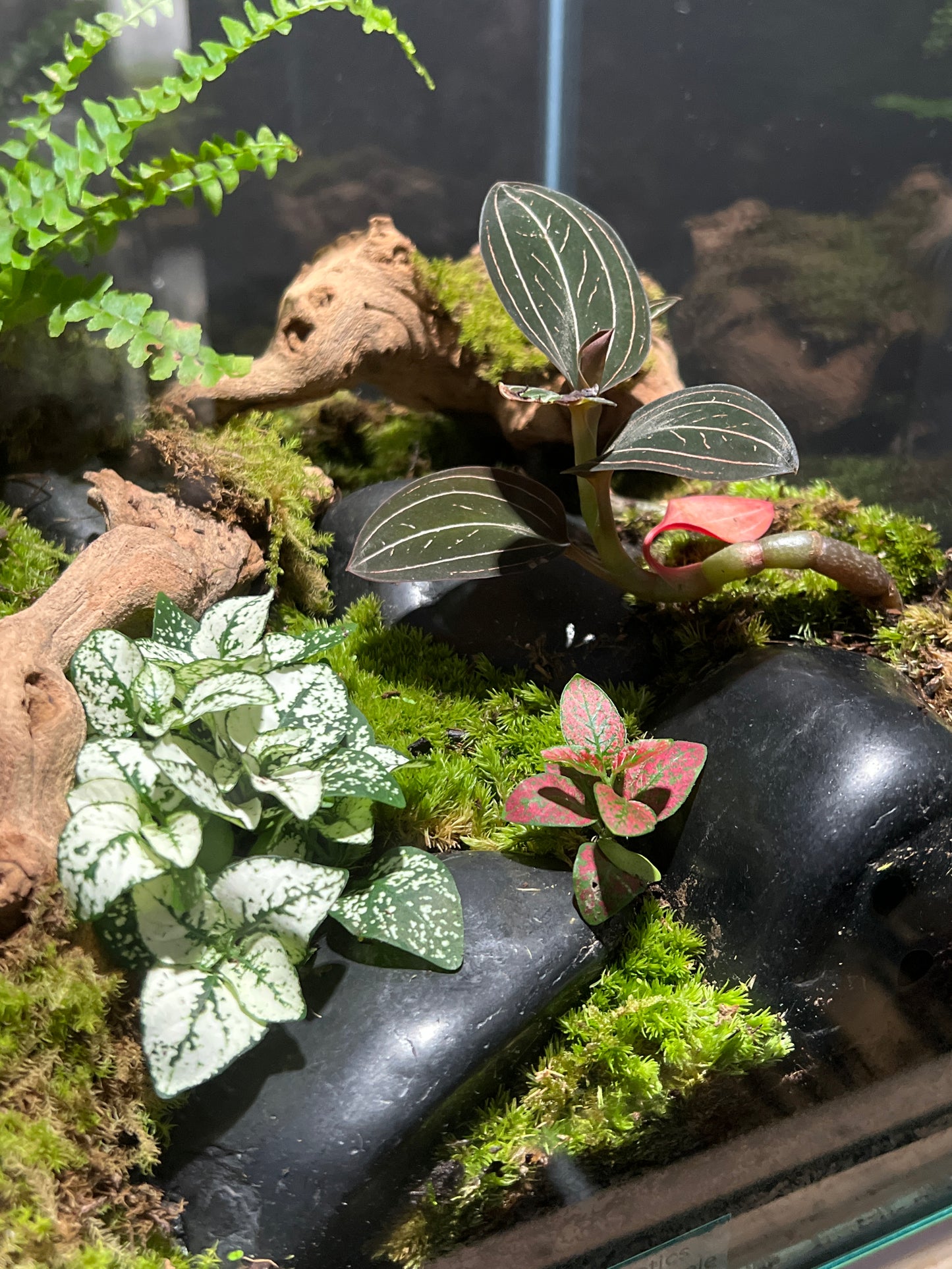 Terrarium # 28