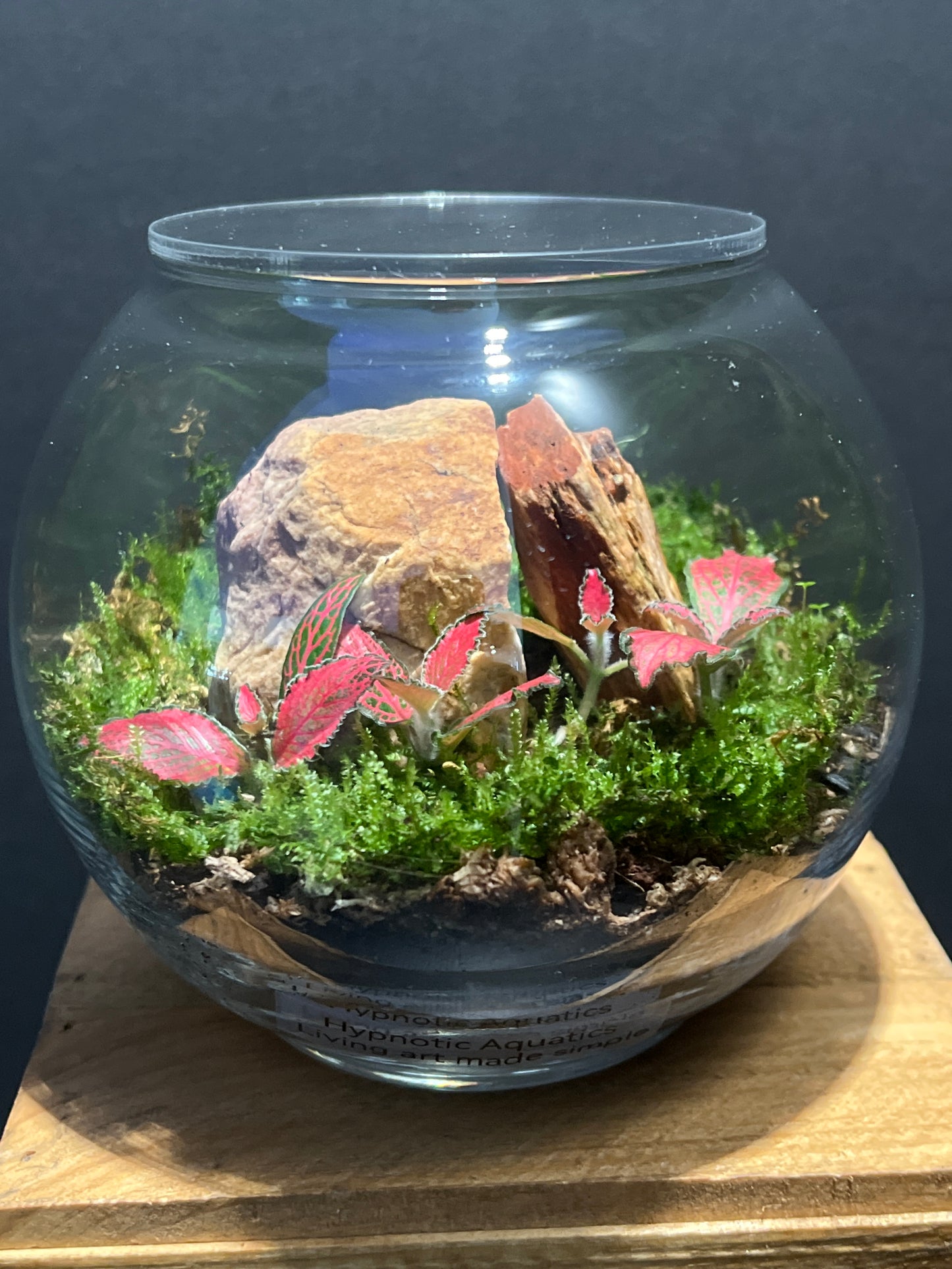 Terrarium #136