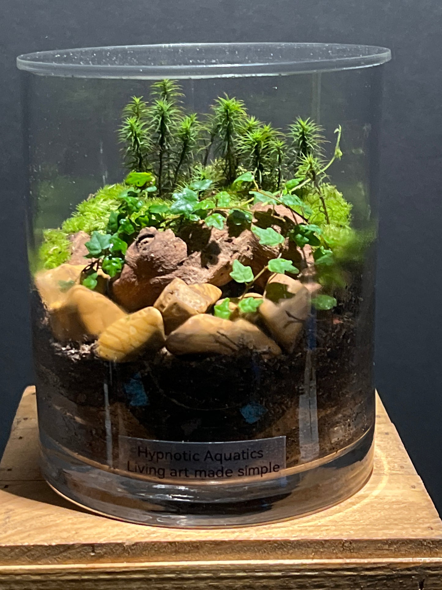 Terrarium 185