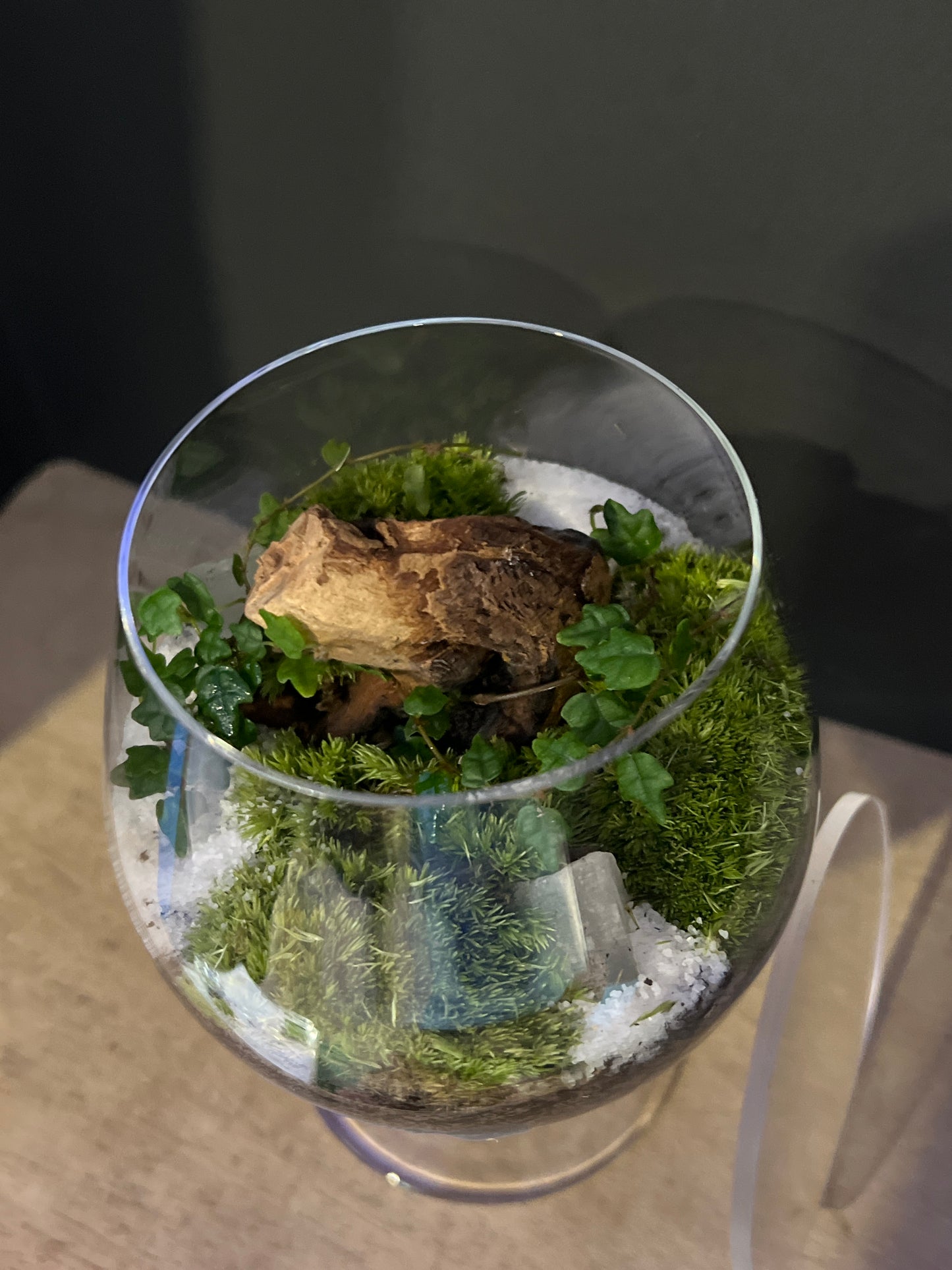 Terrarium 479
