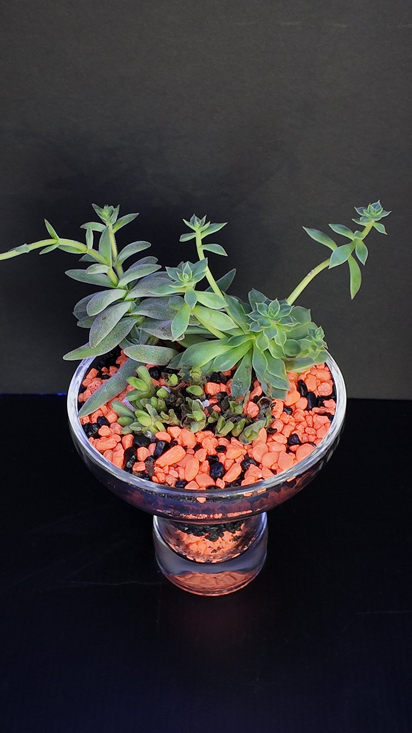 Terrarium #27