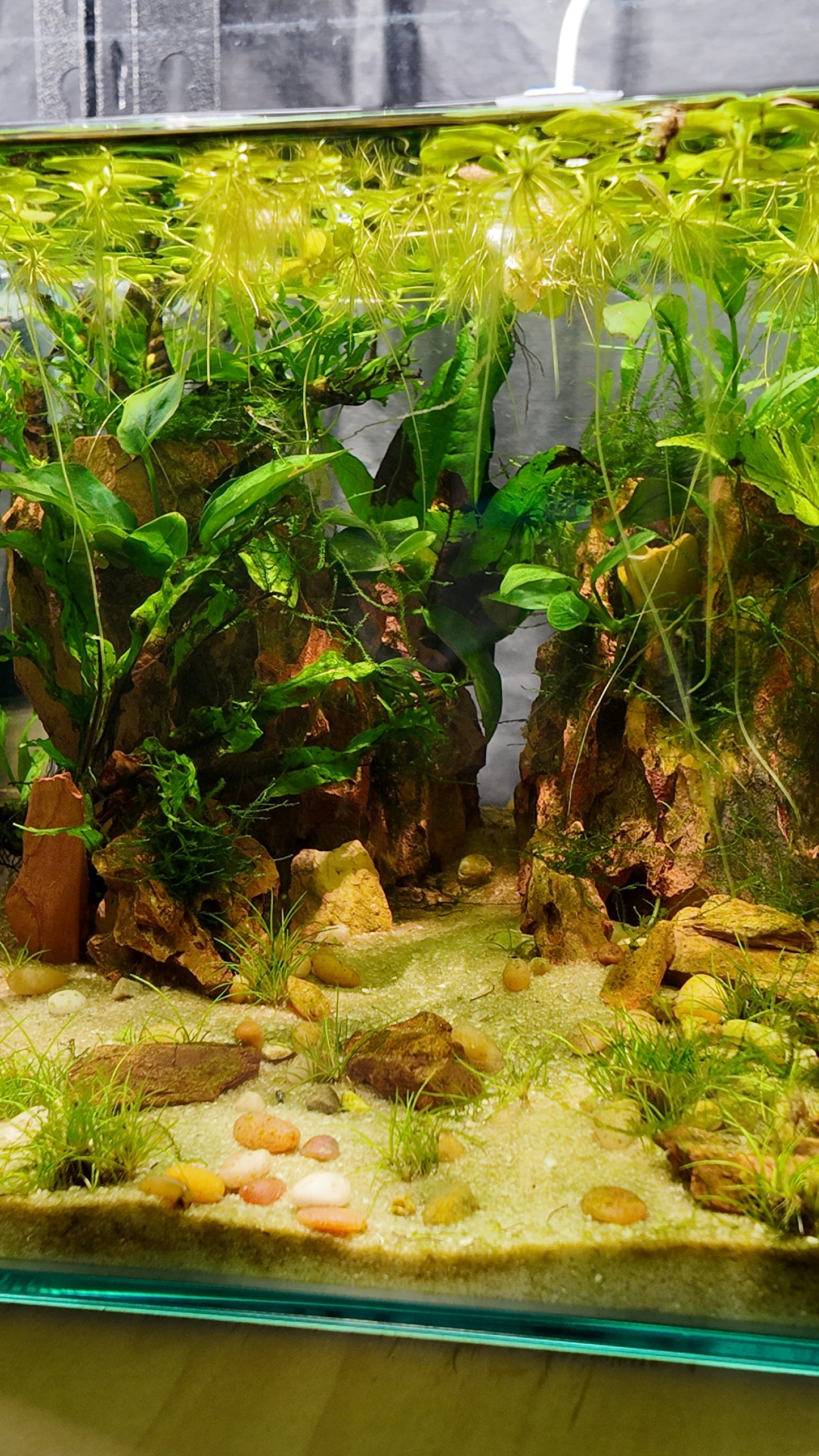 Nano Aquarium: Twin Peaks