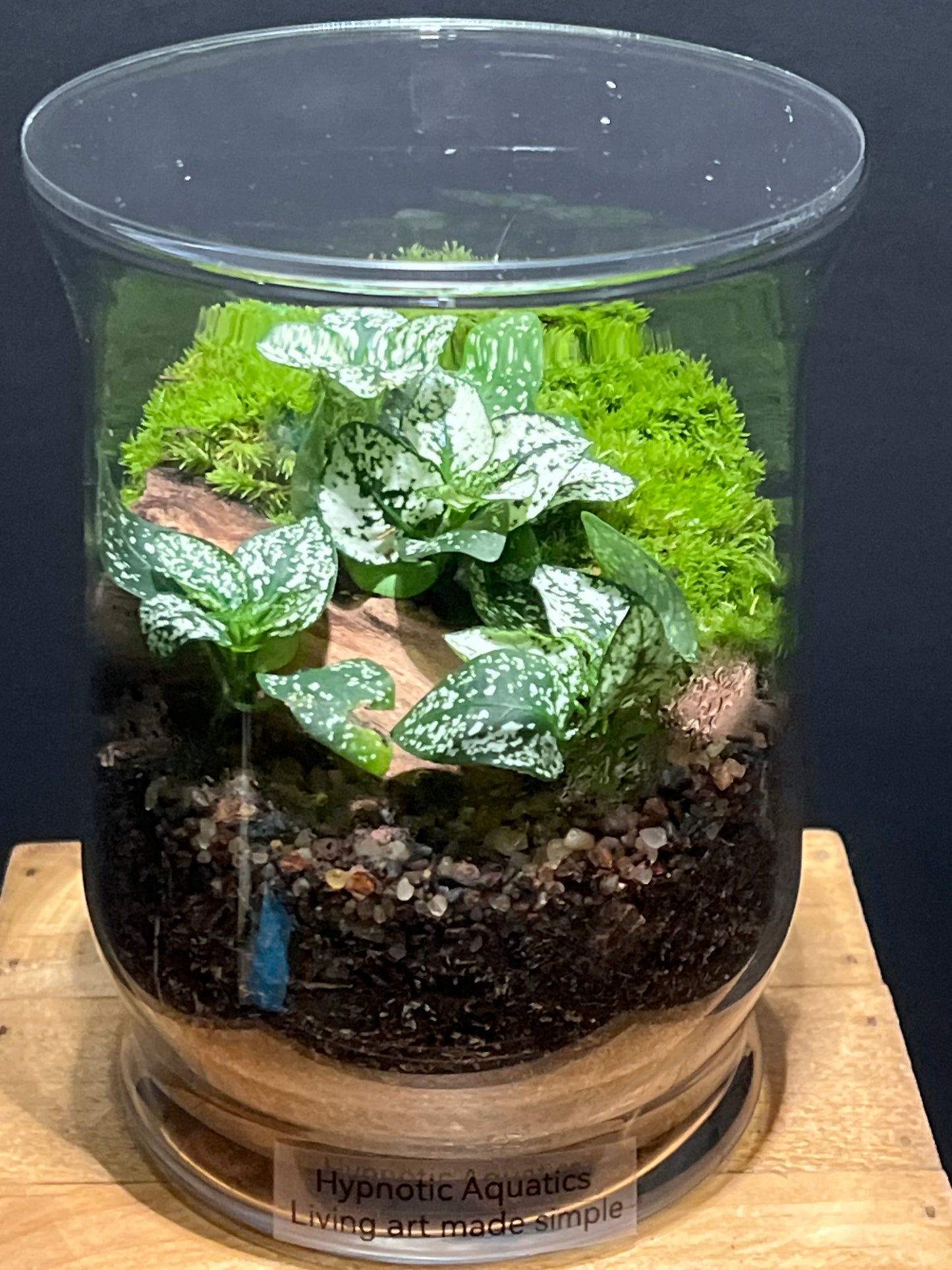 Terrarium #100