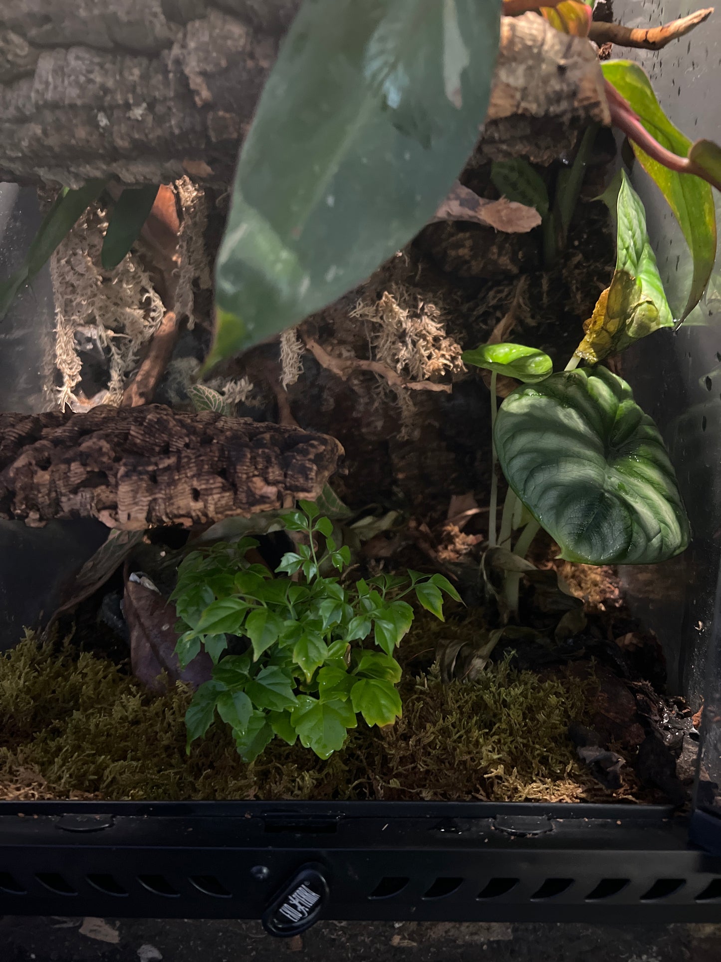 Terrarium Habitat 333