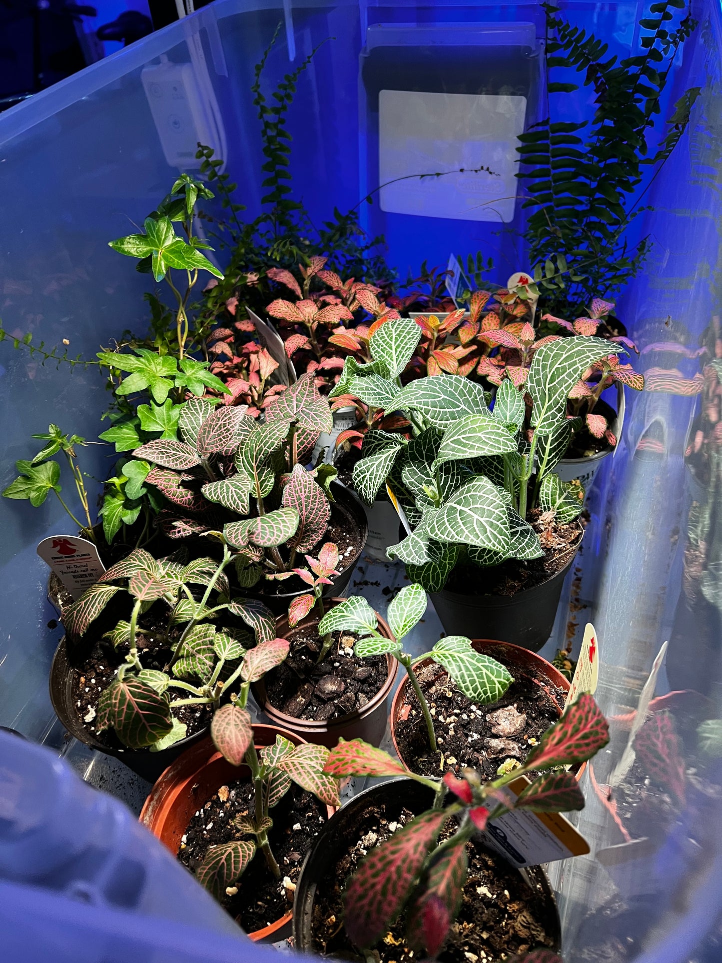 Terrarium Plants: Premium Foliage