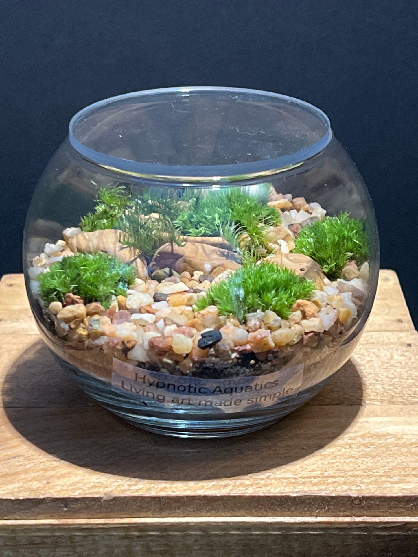 Terrarium #155