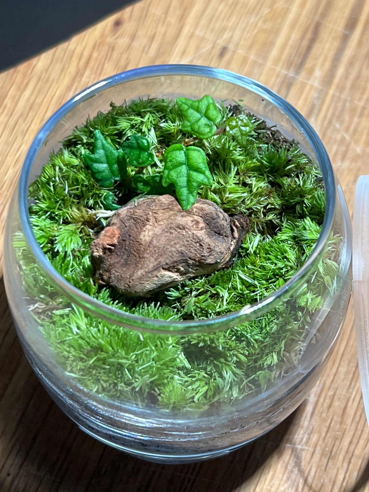 Terrarium 529