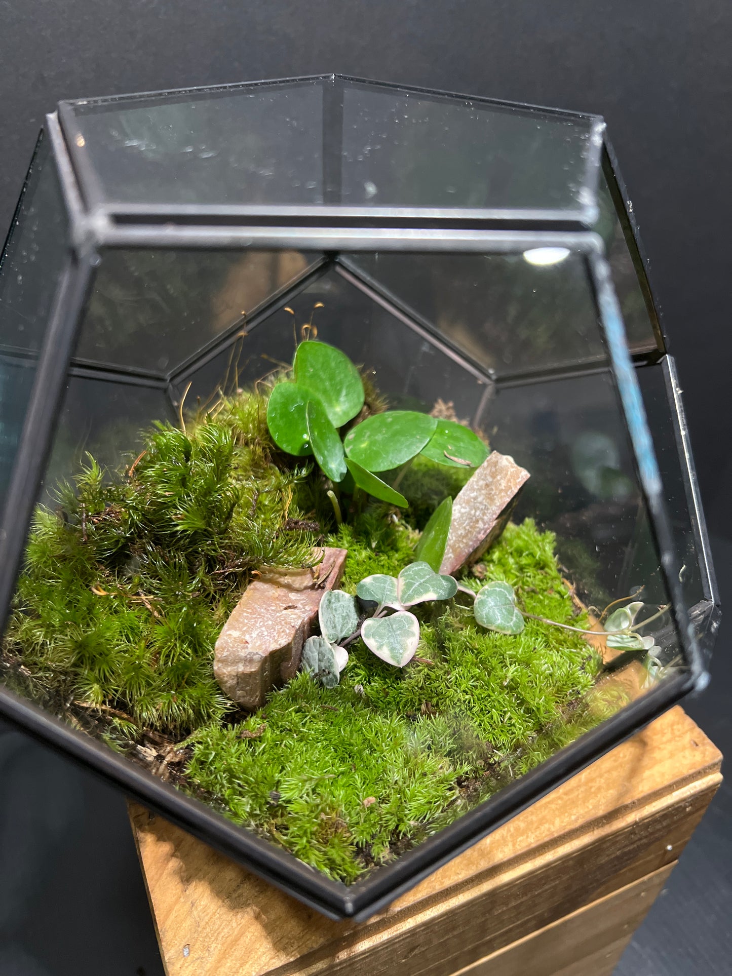 Terrarium #98