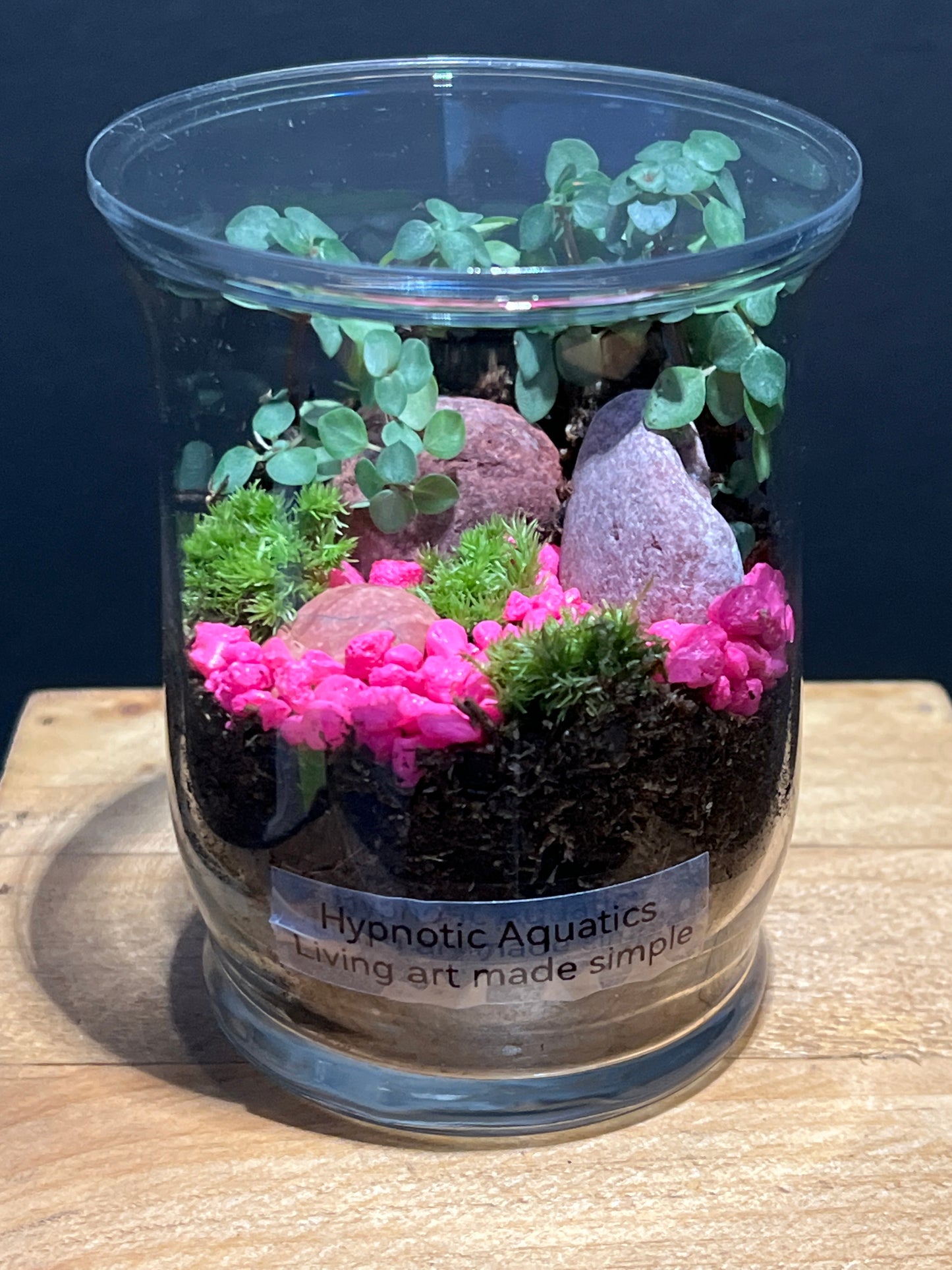 Terrarium #140
