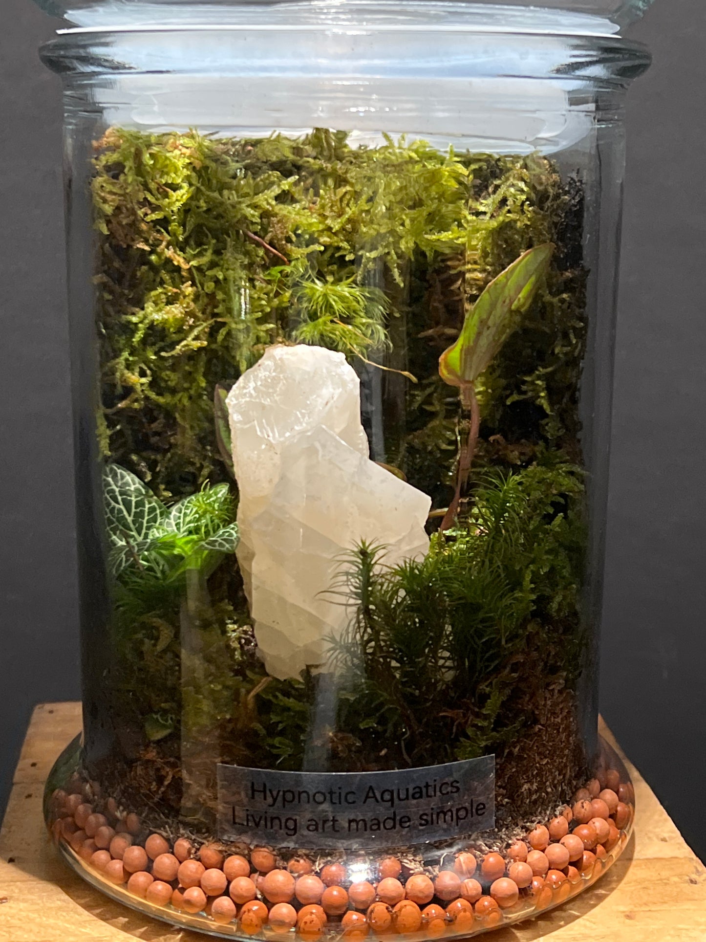 Terrarium #164
