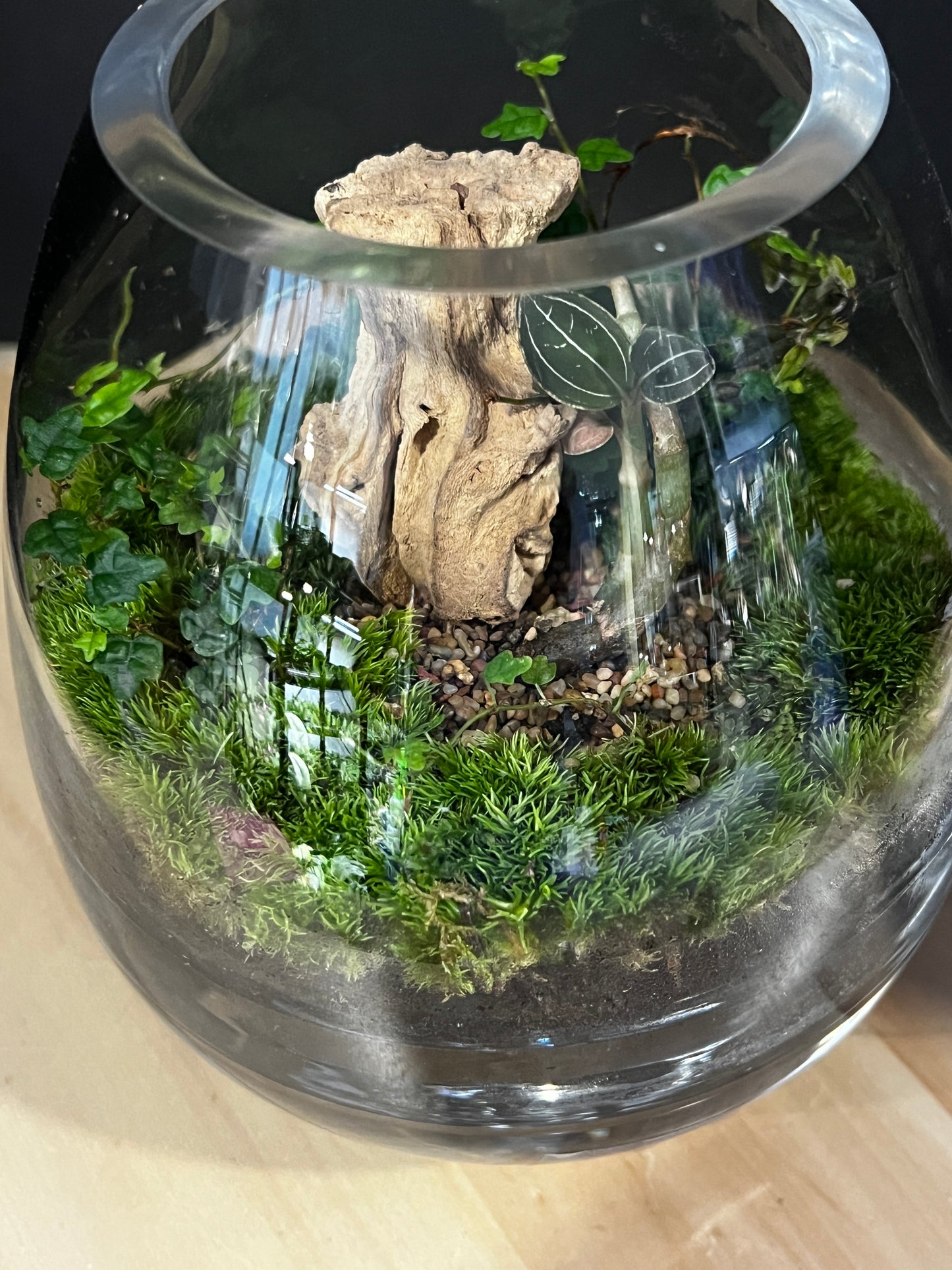 Terrarium 914