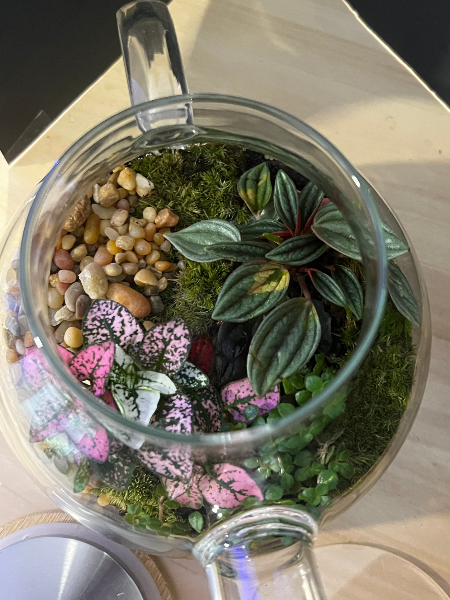 Terrarium 825