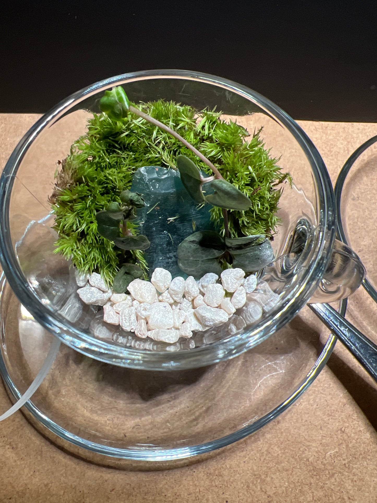 Terrarium 444 (seti)