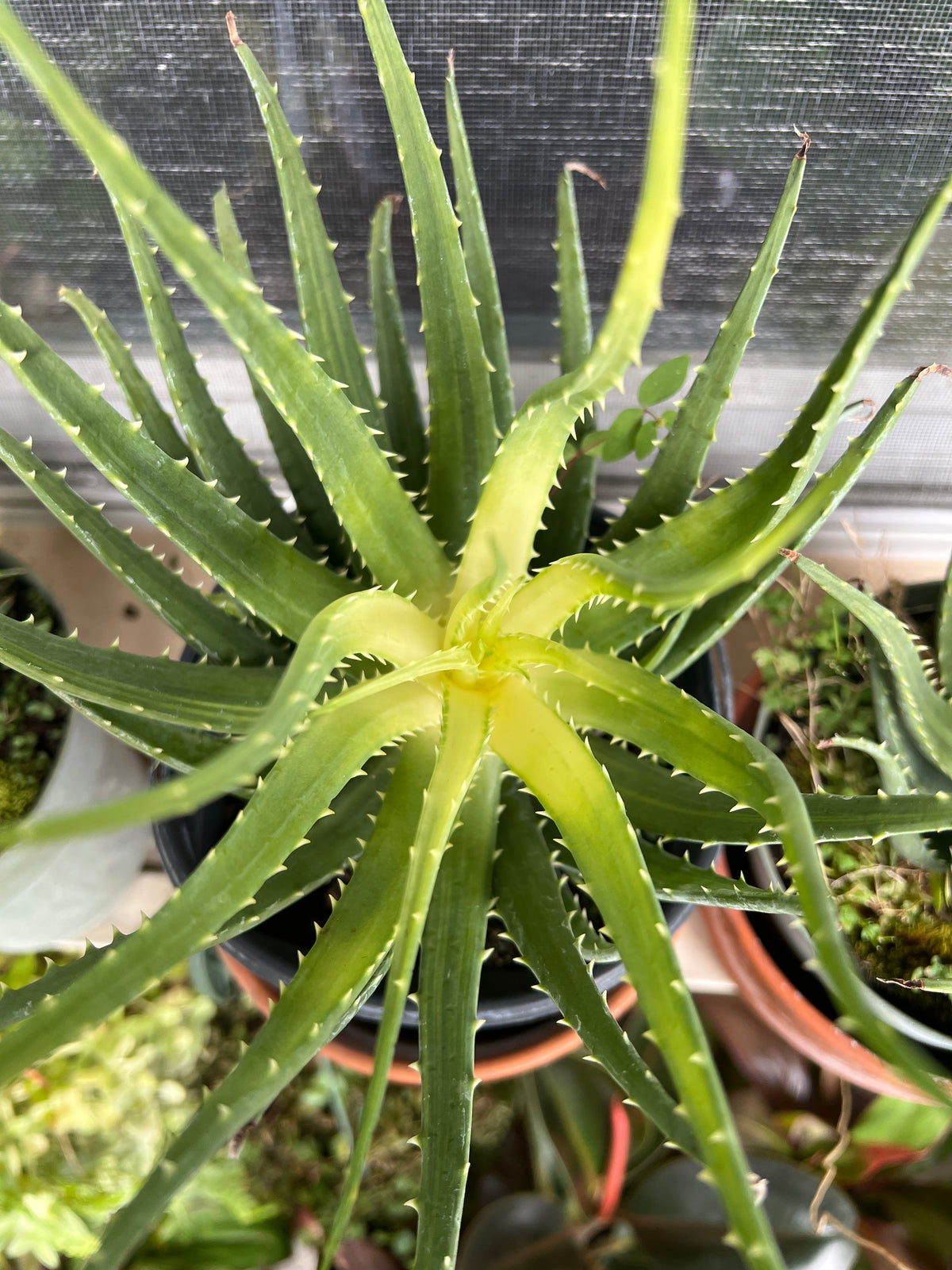 Live Plants: Aloe “Solar Flare”