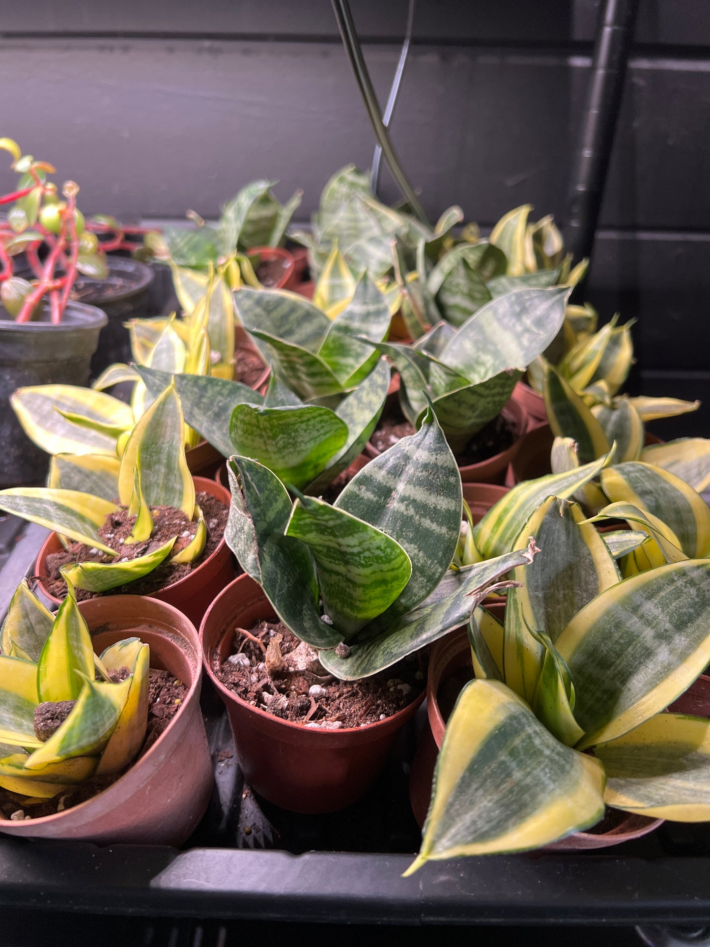 Live Plants: Sansevieria Assortment