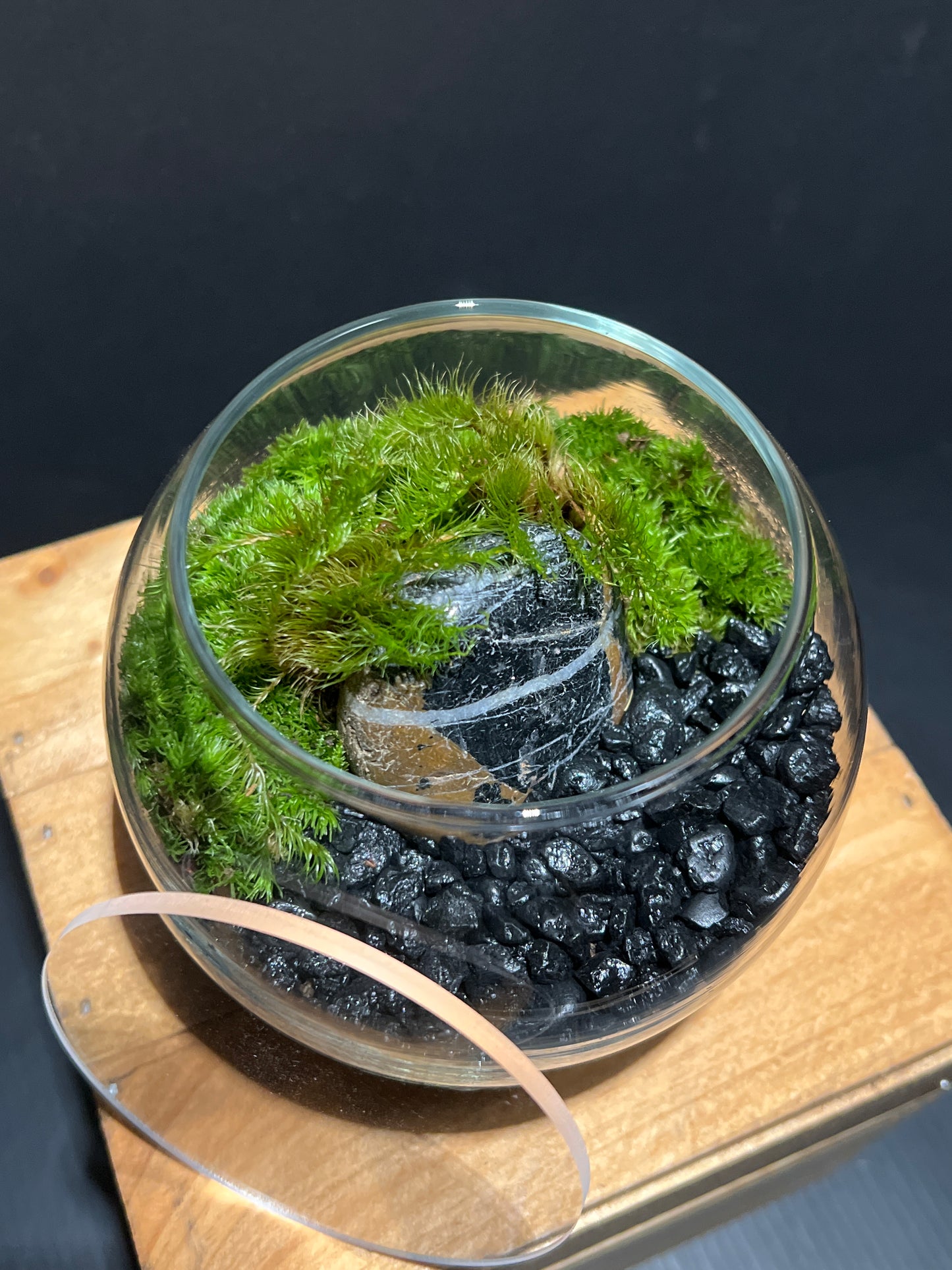 Terrarium #96