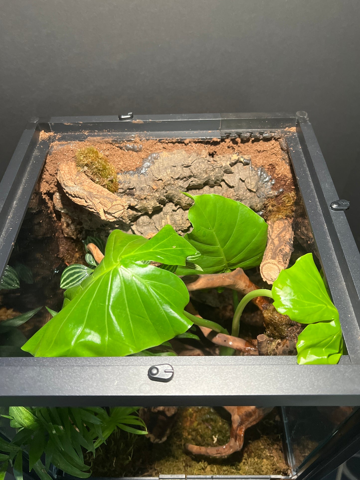 Terrarium 359 Habitat