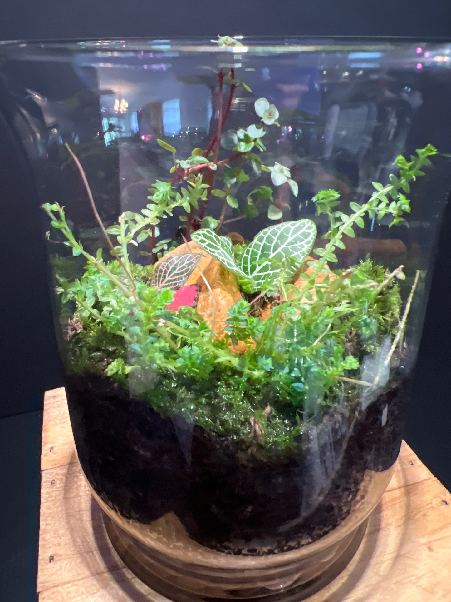 Terrarium #33