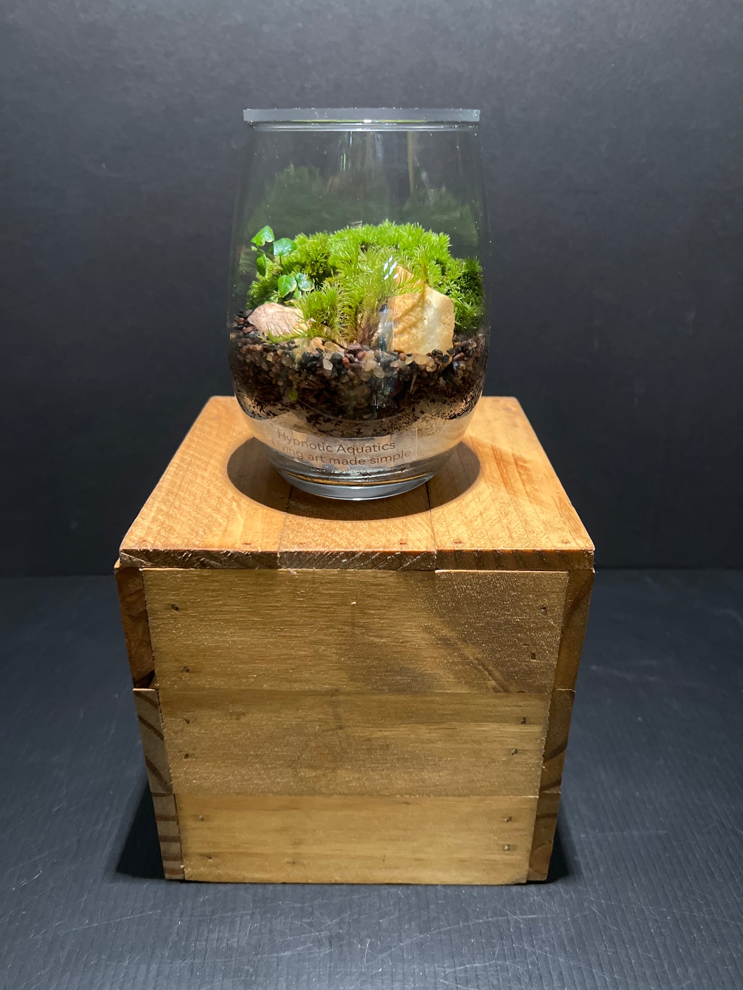 Terrarium #63