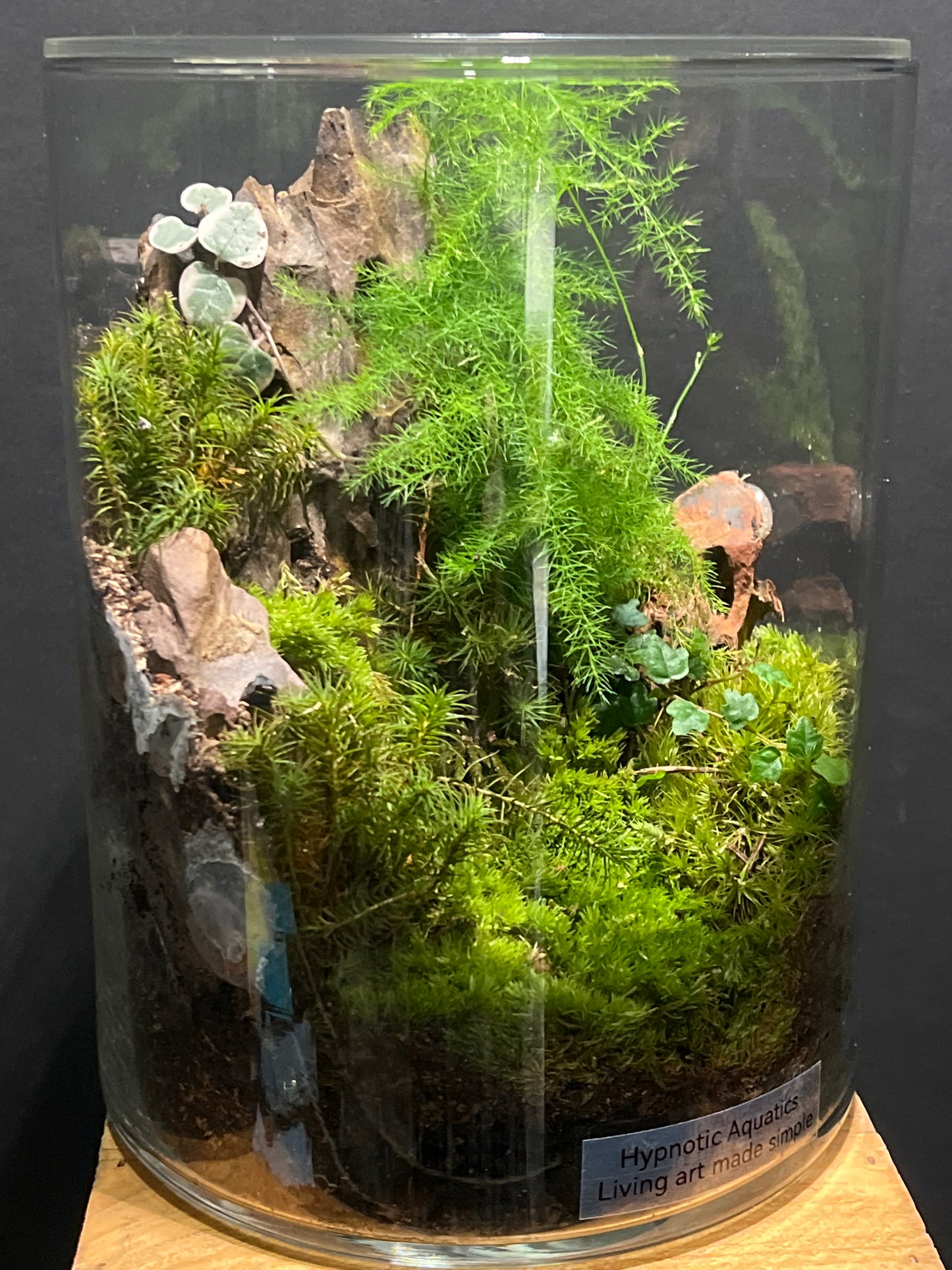 Terrarium #128