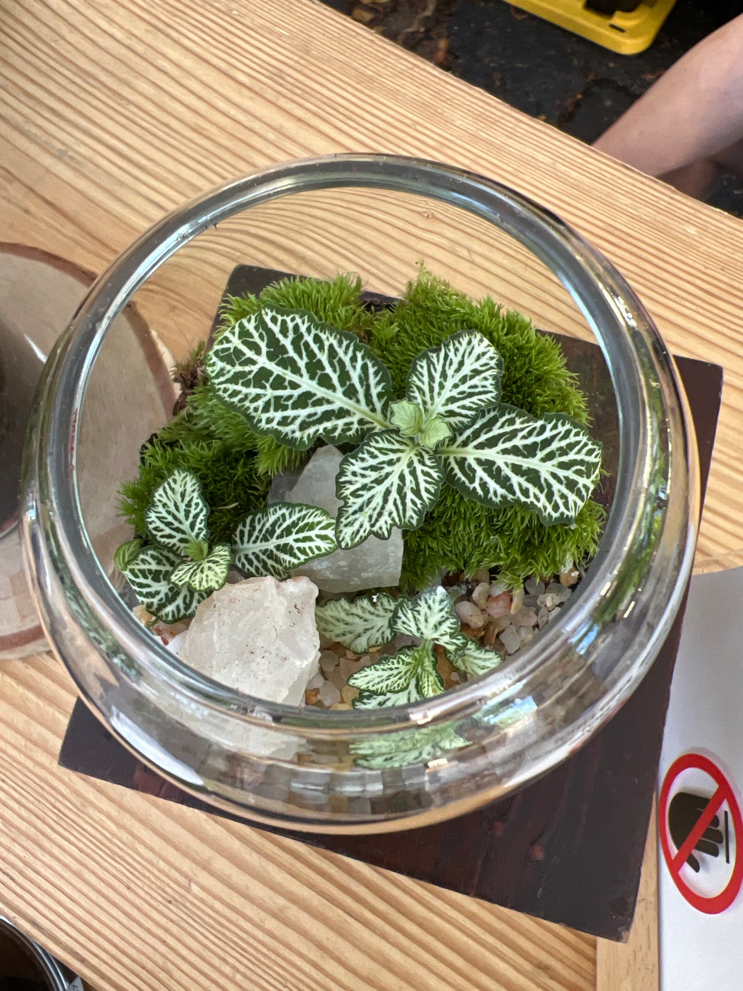 Terrarium 932