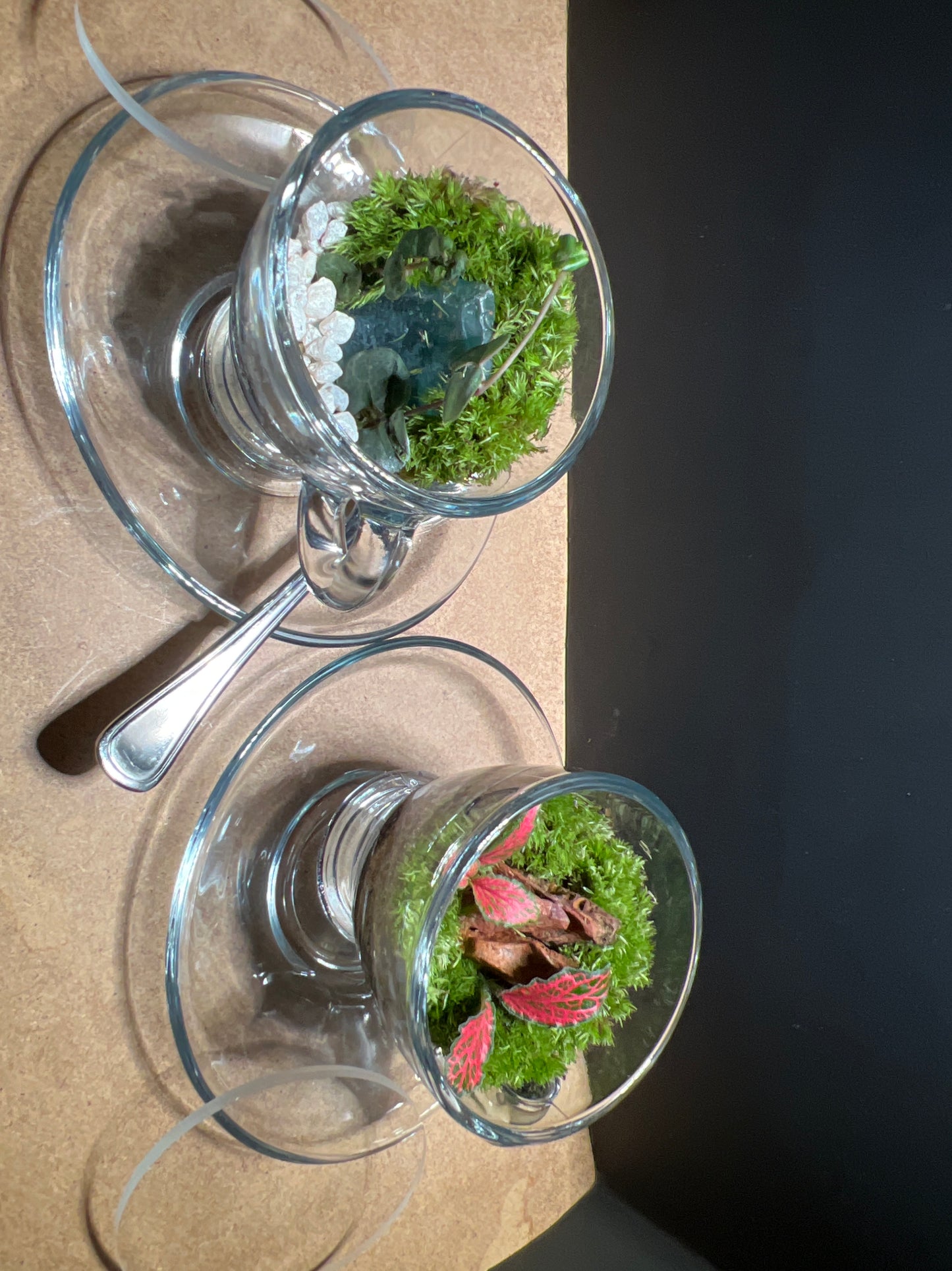 Terrarium 444 (seti)
