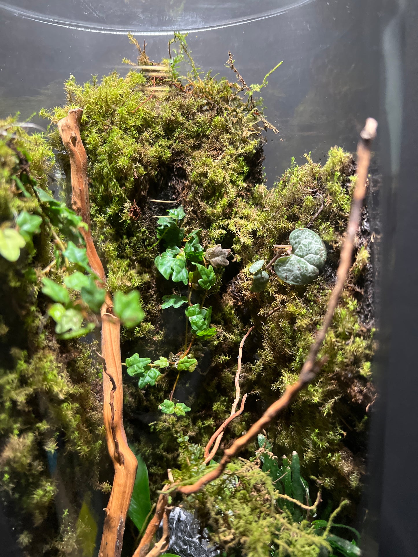 Terrarium #50