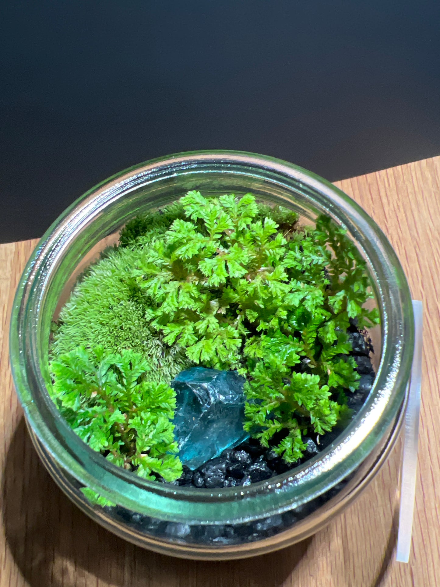 Terrarium 507