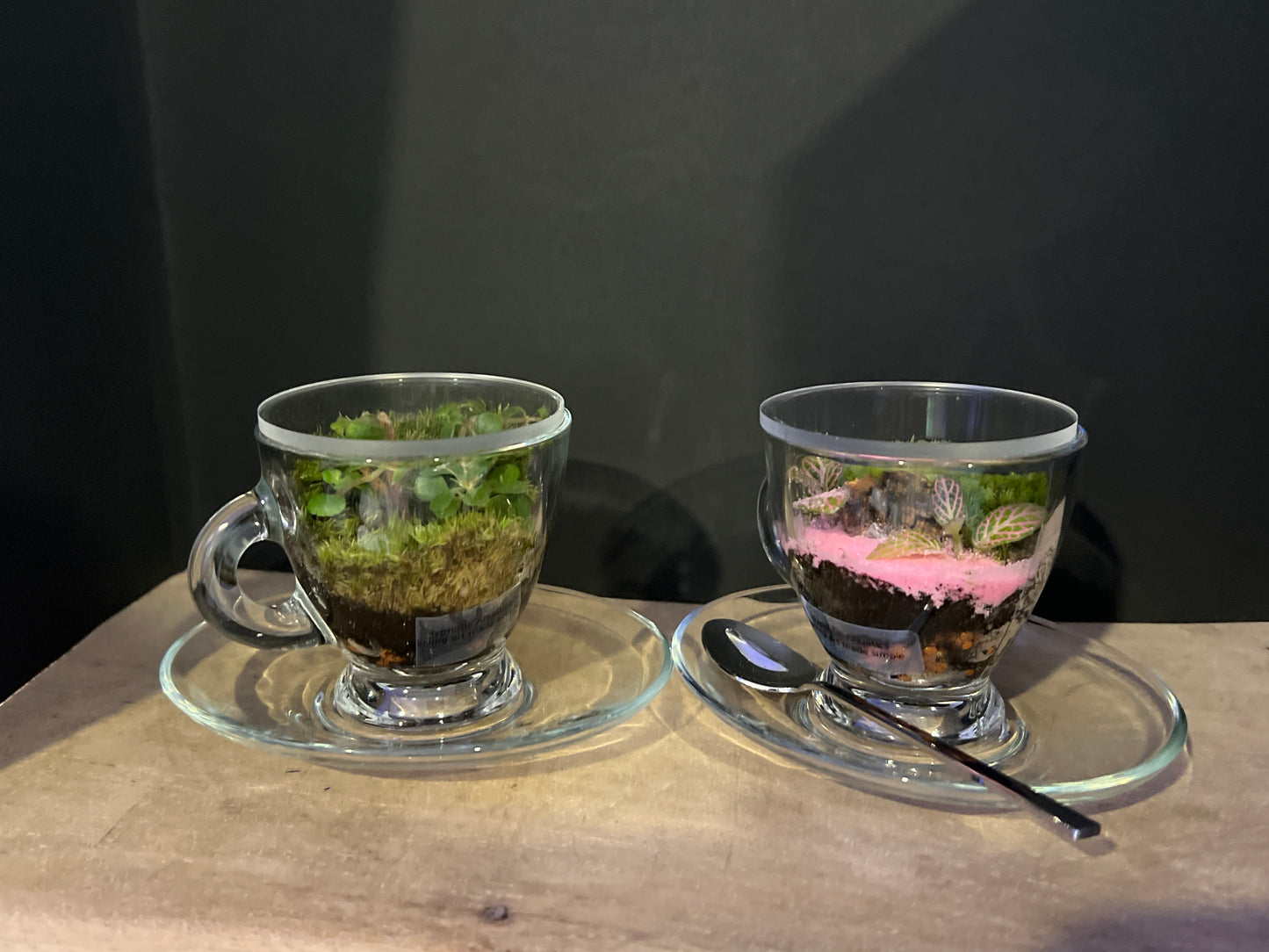 Terrarium 481 (seti)