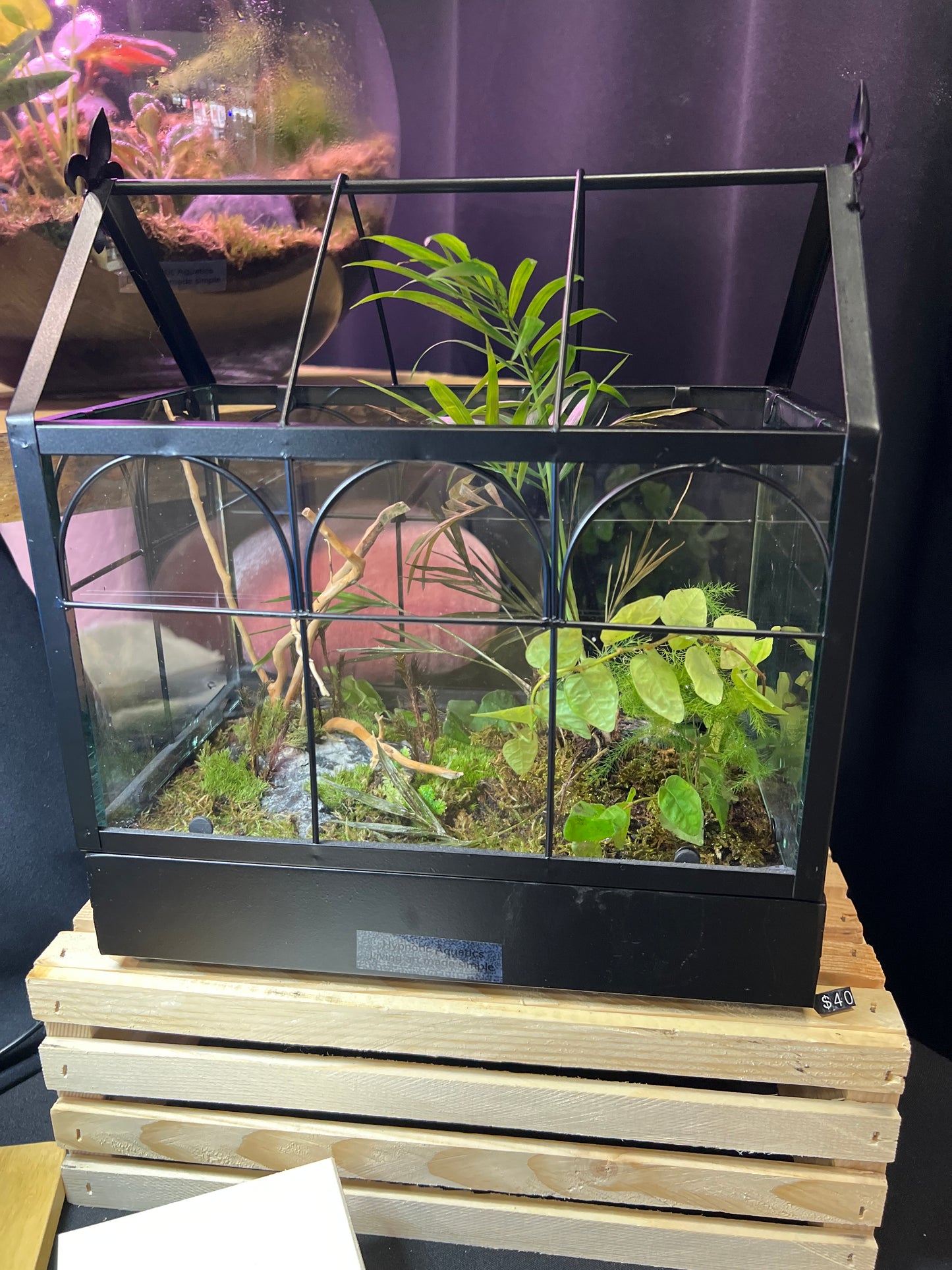 Terrarium 307