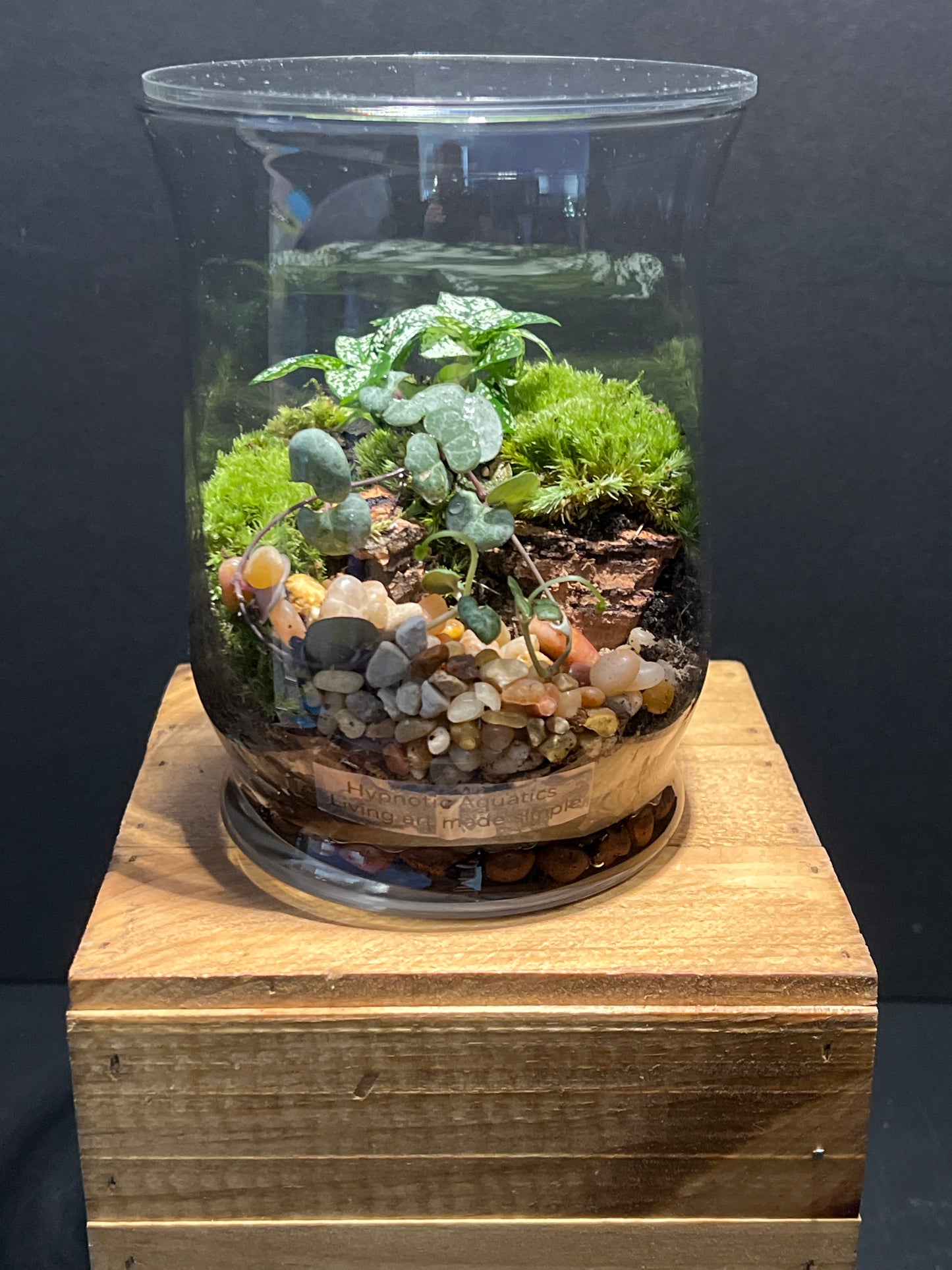 Terrarium #141