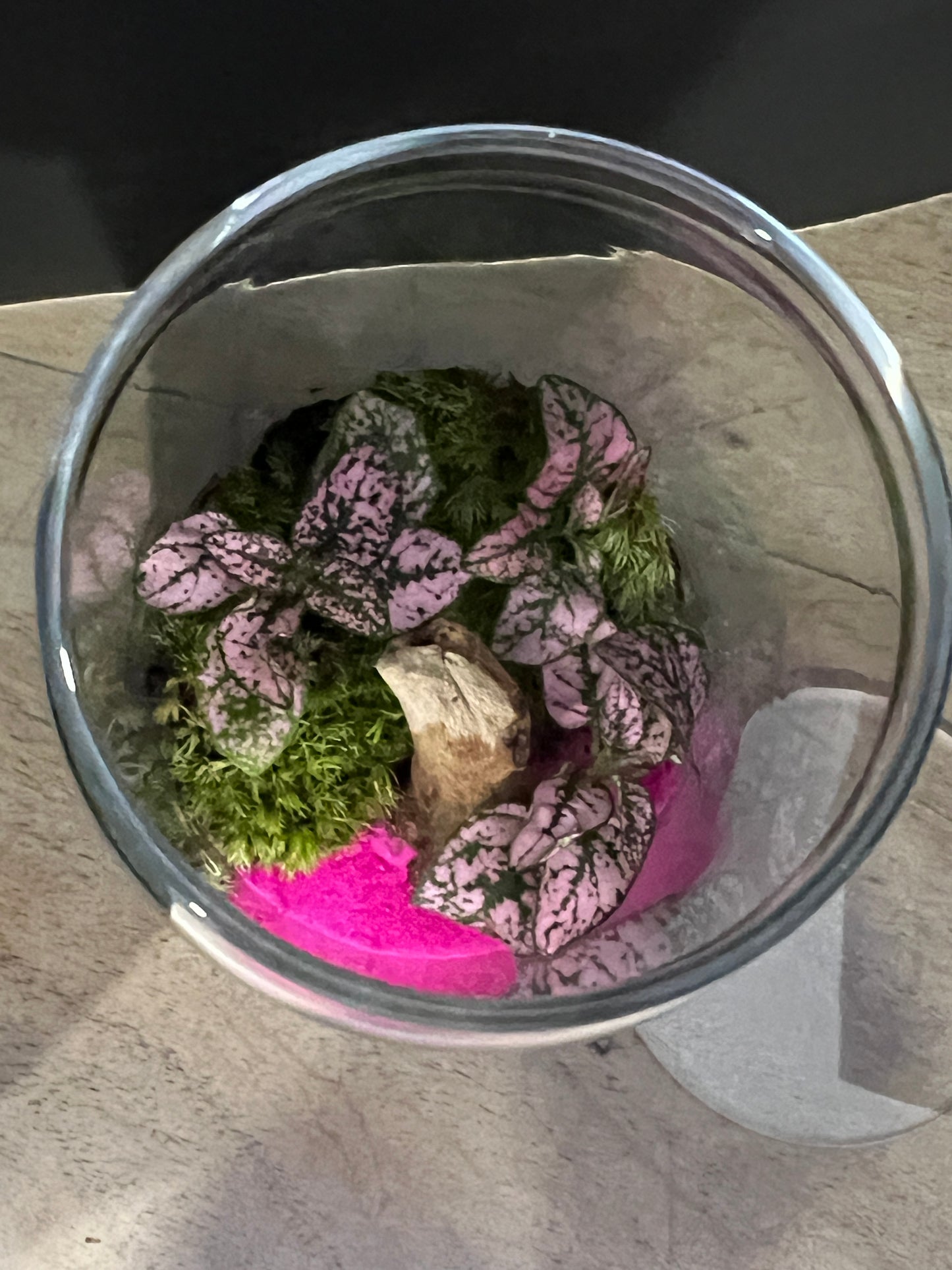 Terrarium 890