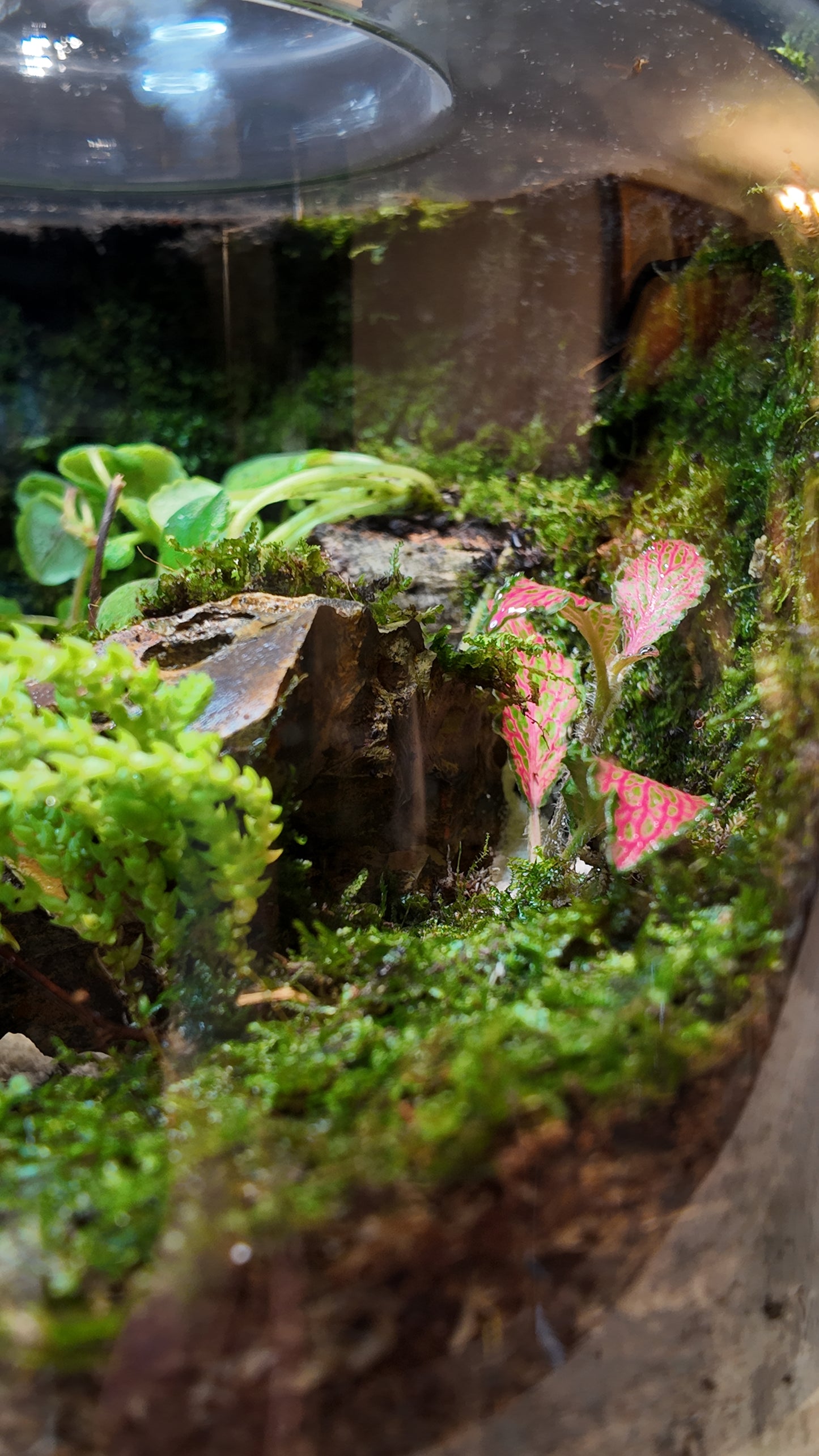 Terrarium #3