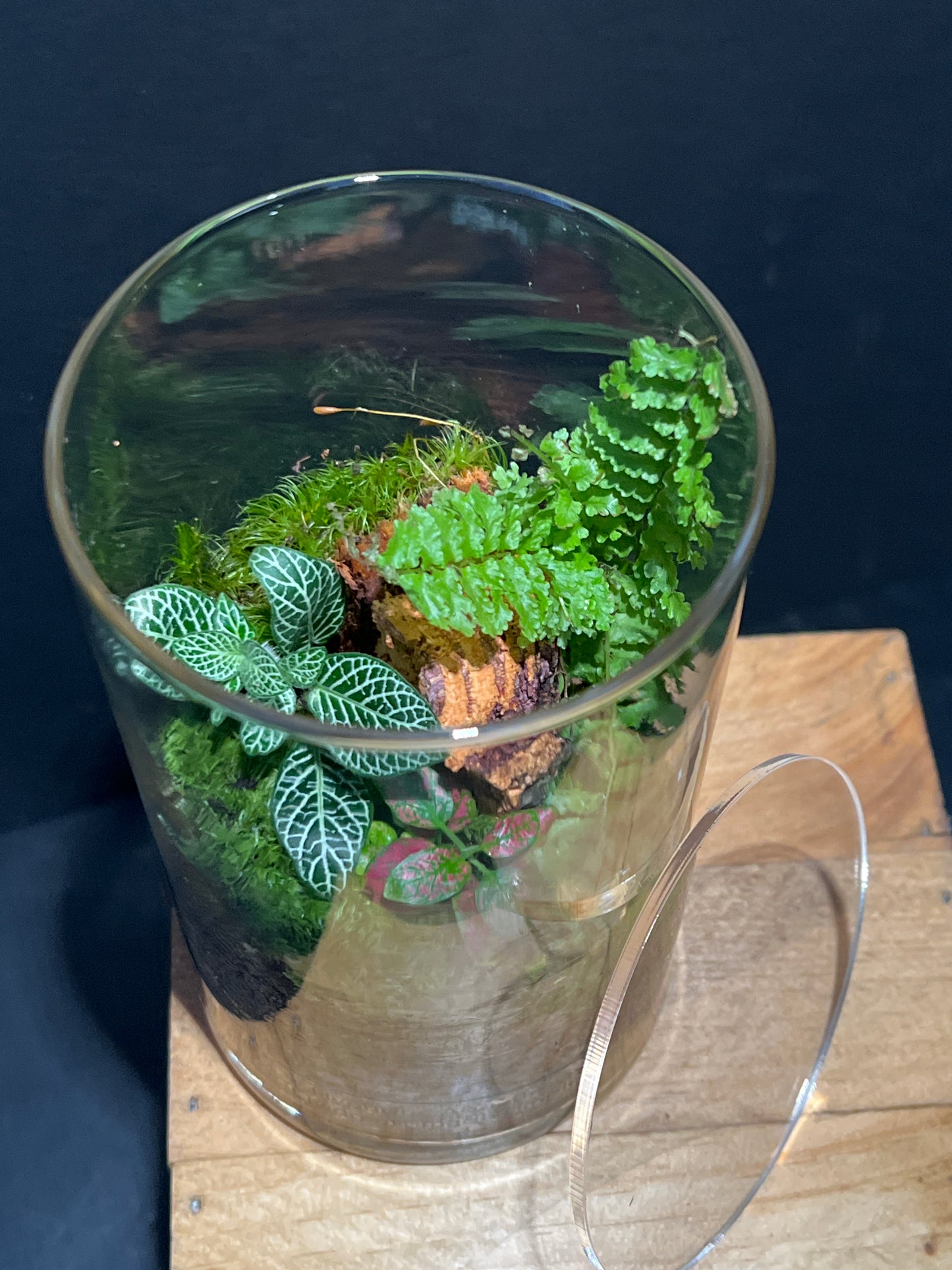 Terrarium 194