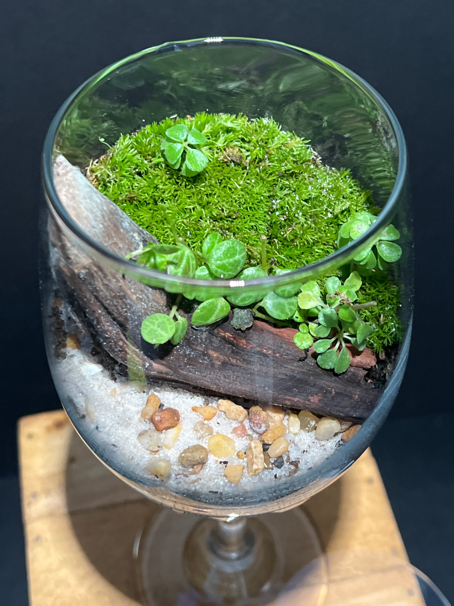 Terrarium #113