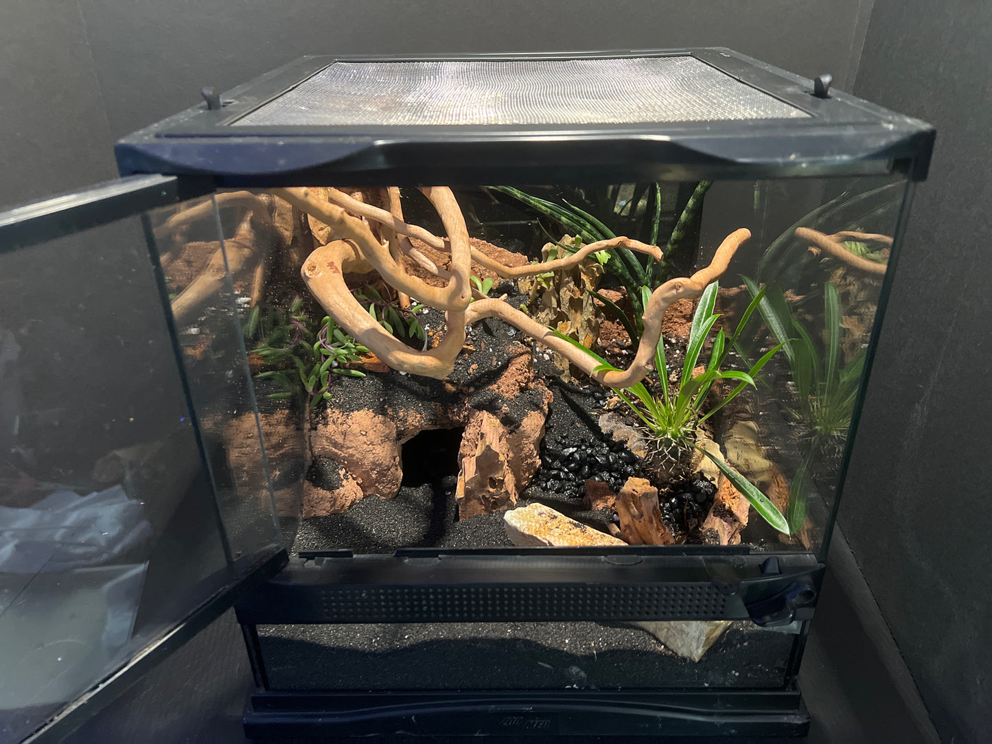 Terrarium 362 Habitat