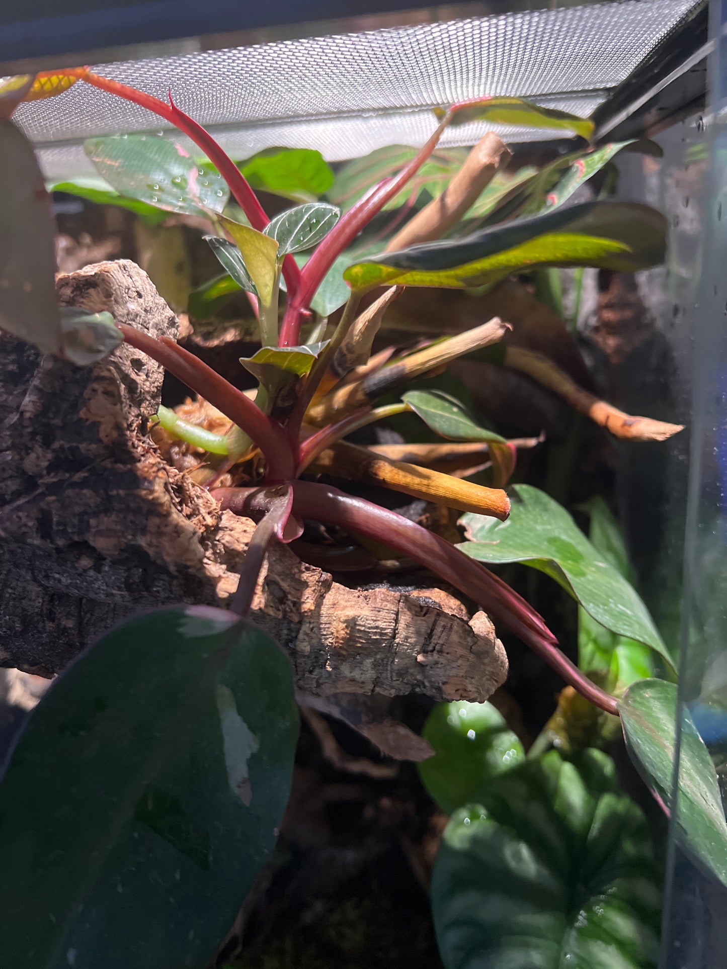 Terrarium Habitat 333