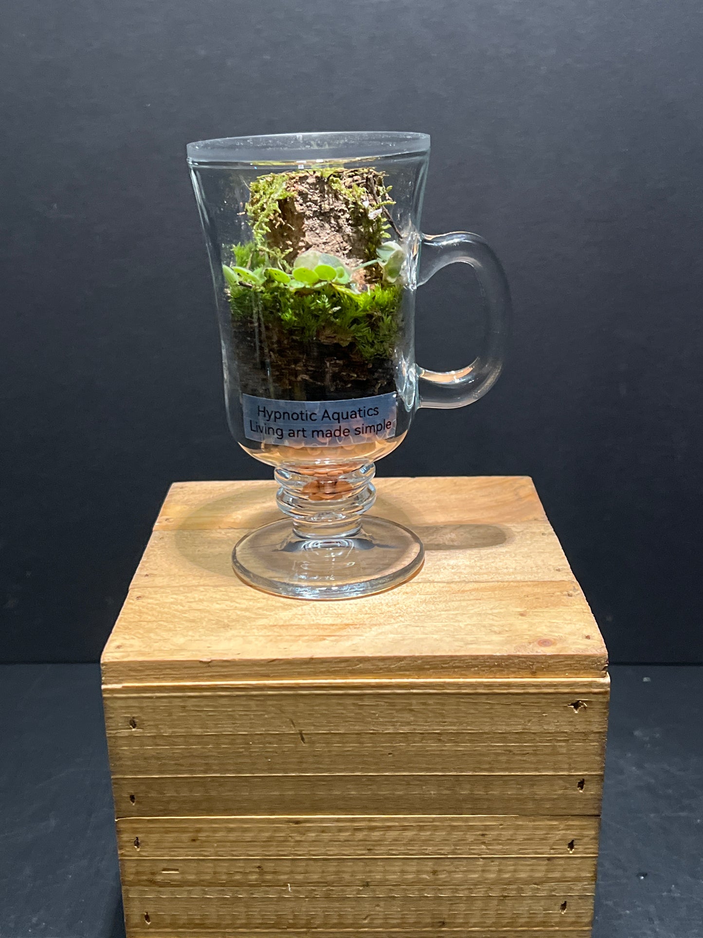 Terrarium 229