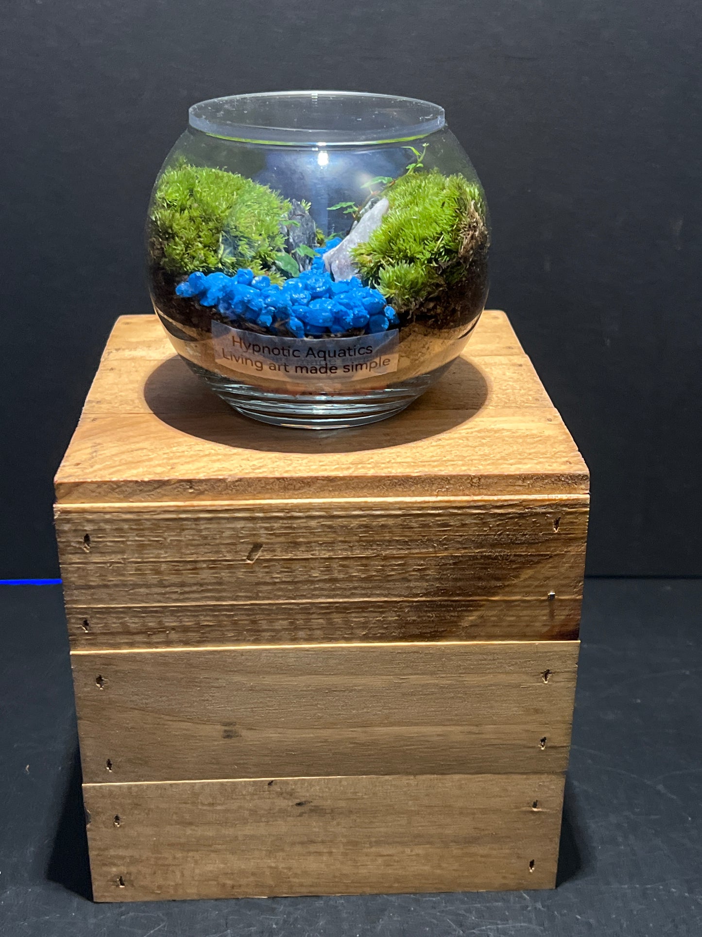 Terrarium #110