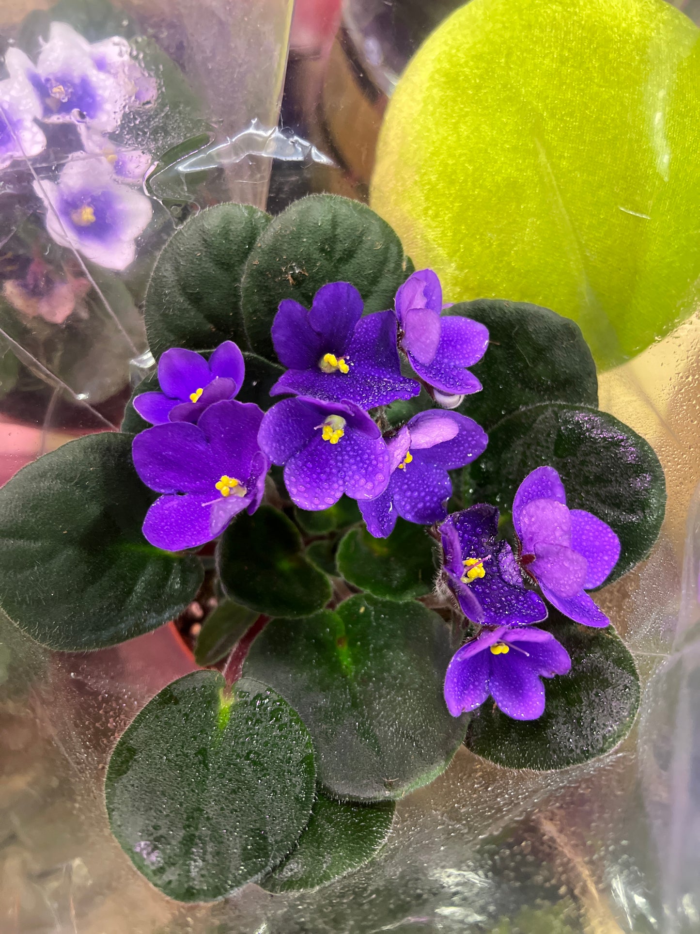 African Violets