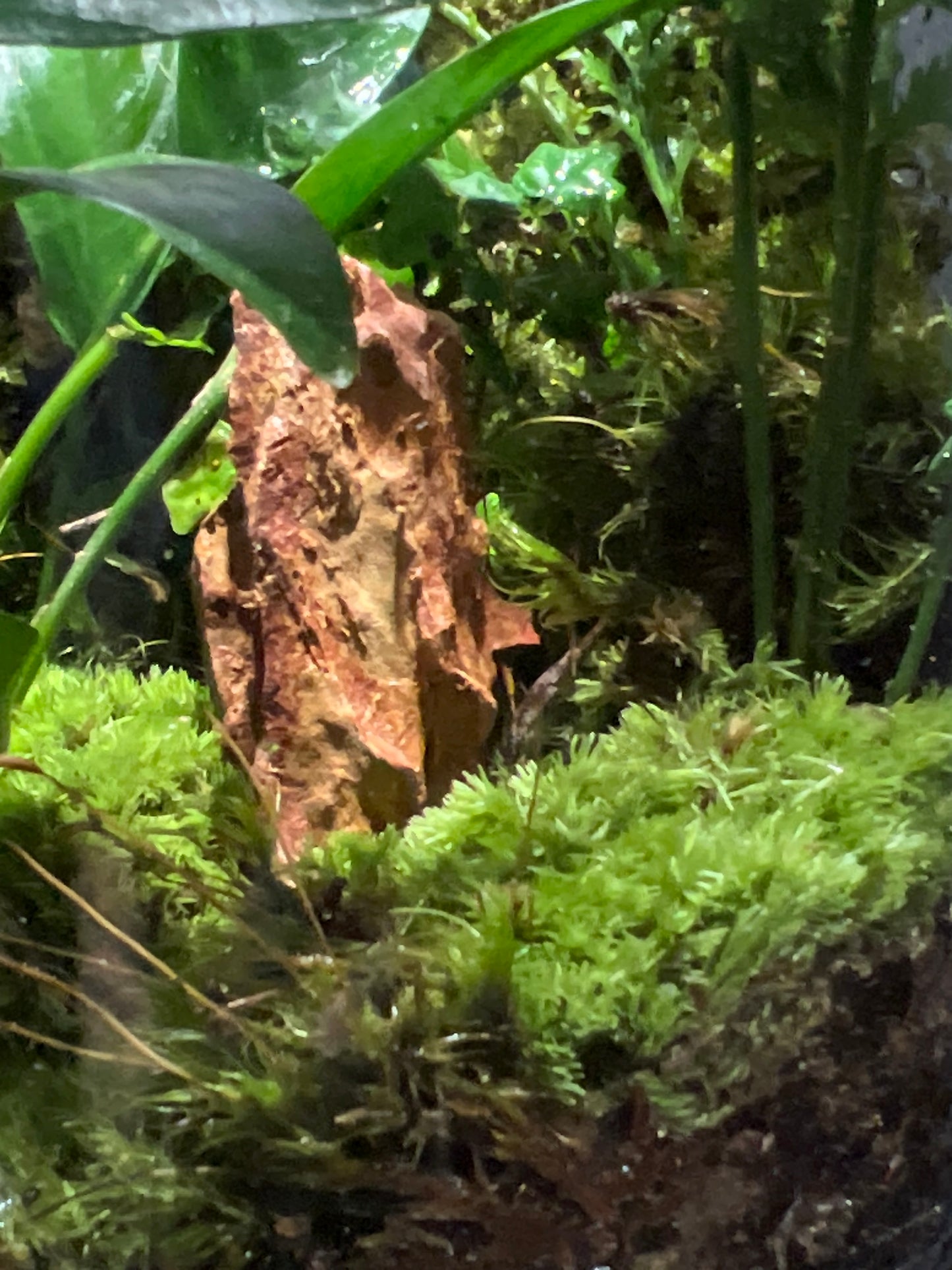 Terrarium 188