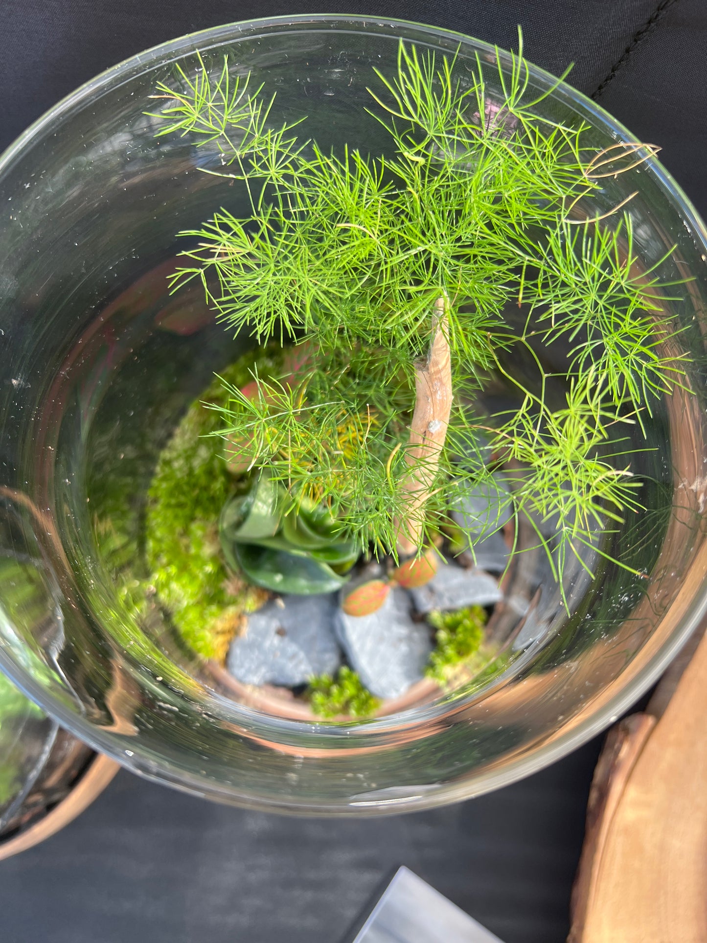 Terrarium 858