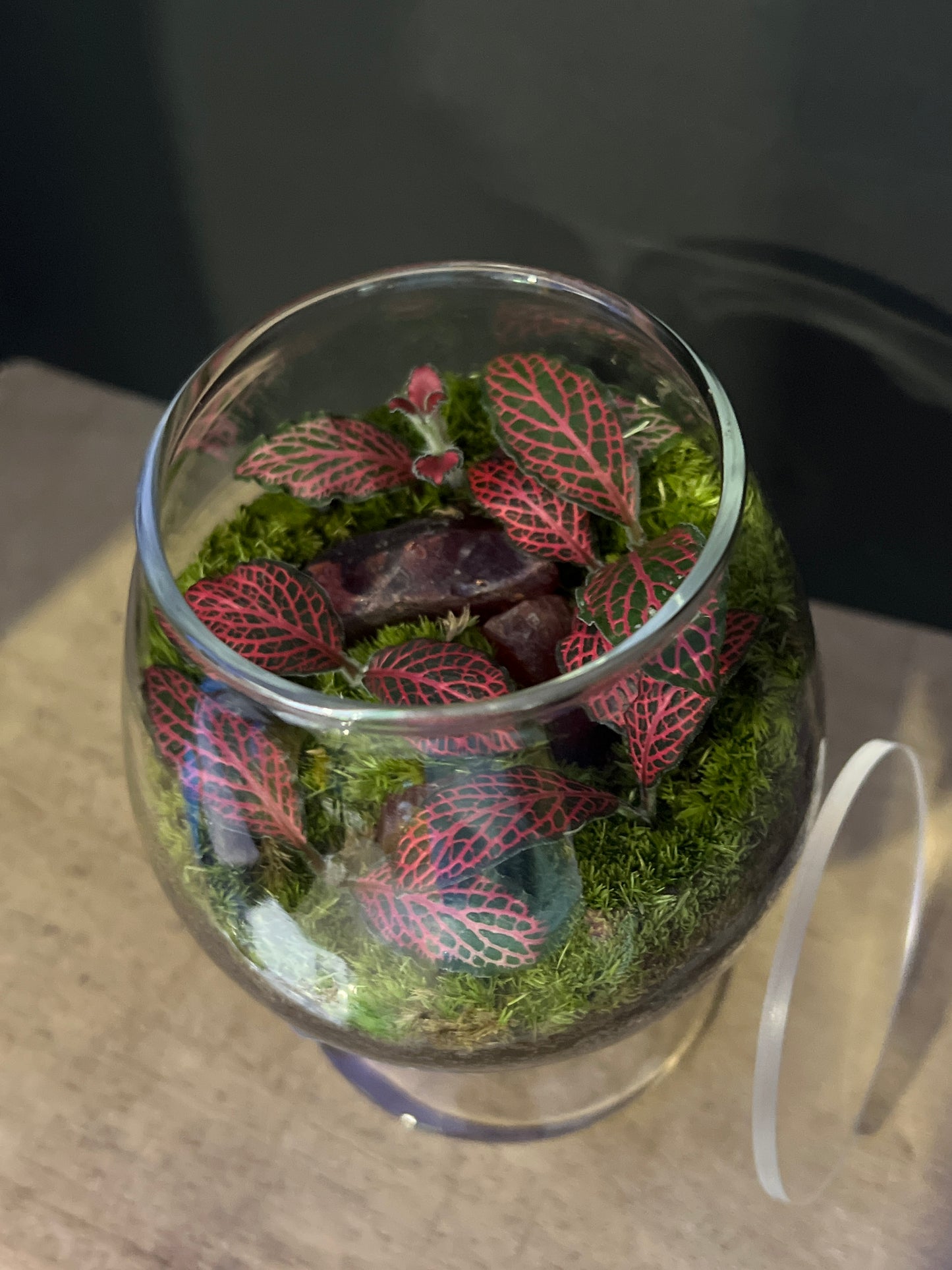 Terrarium 482