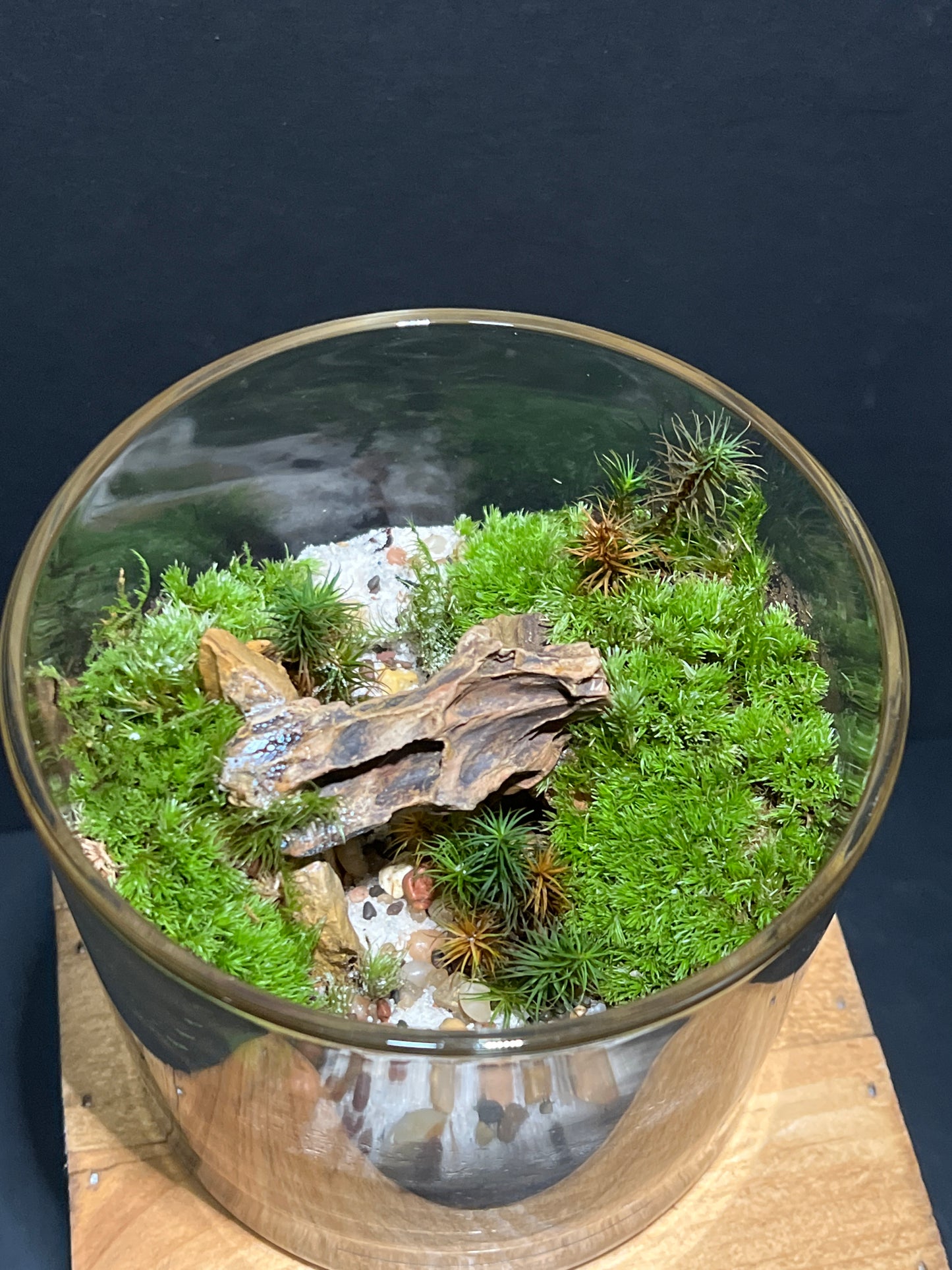 Terrarium #101