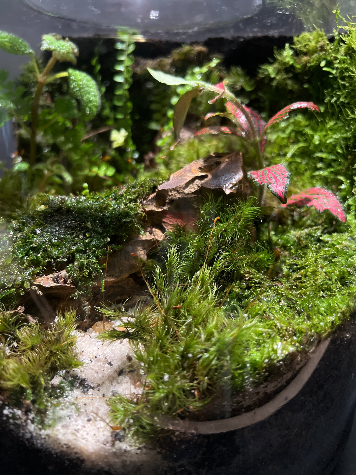 Terrarium #23